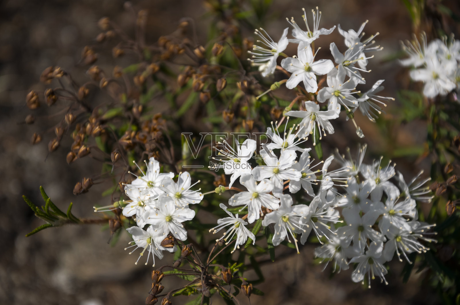 夏季森林中盛开的沼生蜡瓣花，纯净的绿色木材照片摄影图片