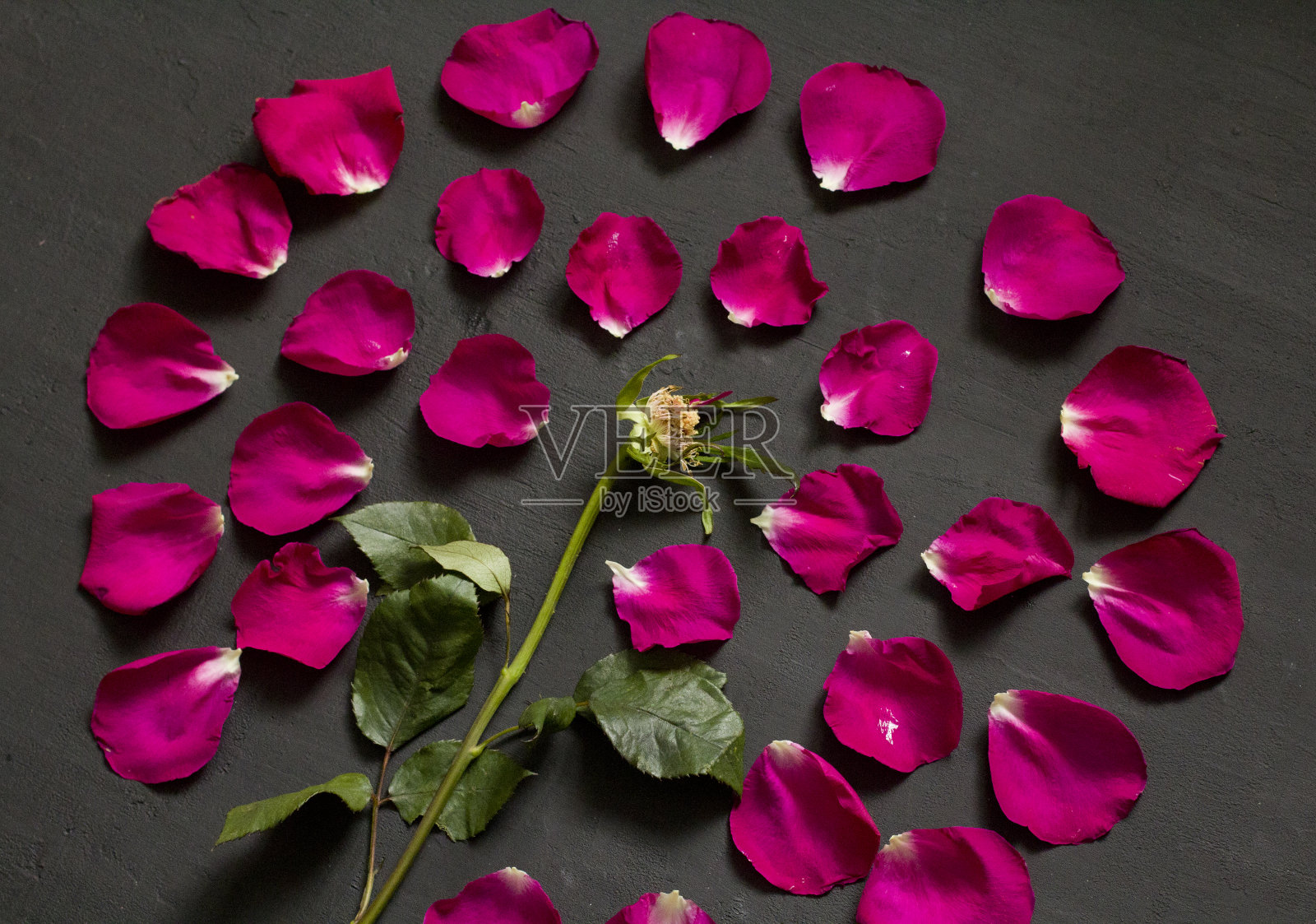 美丽的花曼荼罗的粉红色和红色玫瑰在黑色的黑暗的背景。几何印花组成。玫瑰躺在花瓣上。花曼荼罗。平躺，俯视图，复制空间的文本照片摄影图片