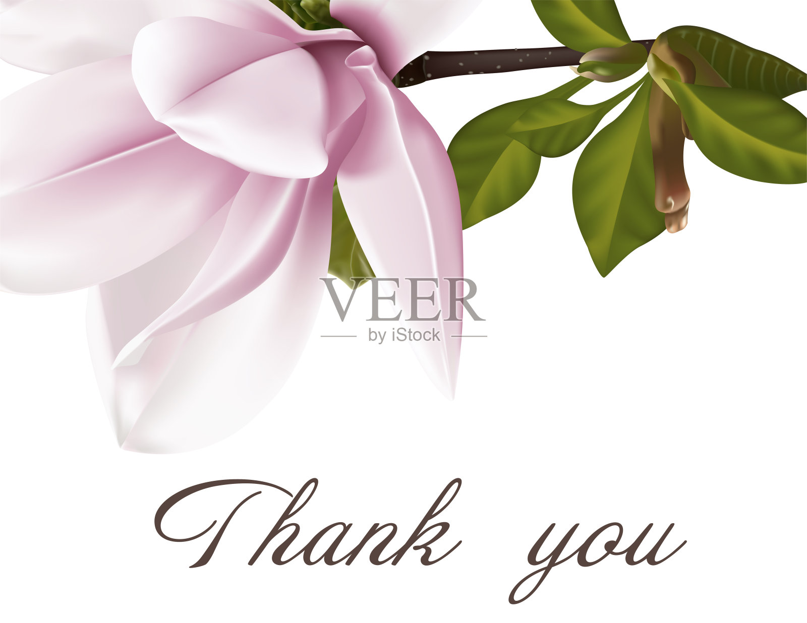 婚礼请柬与小枝盛开的玉兰花。木兰花，孤立在白色上。插画图片素材