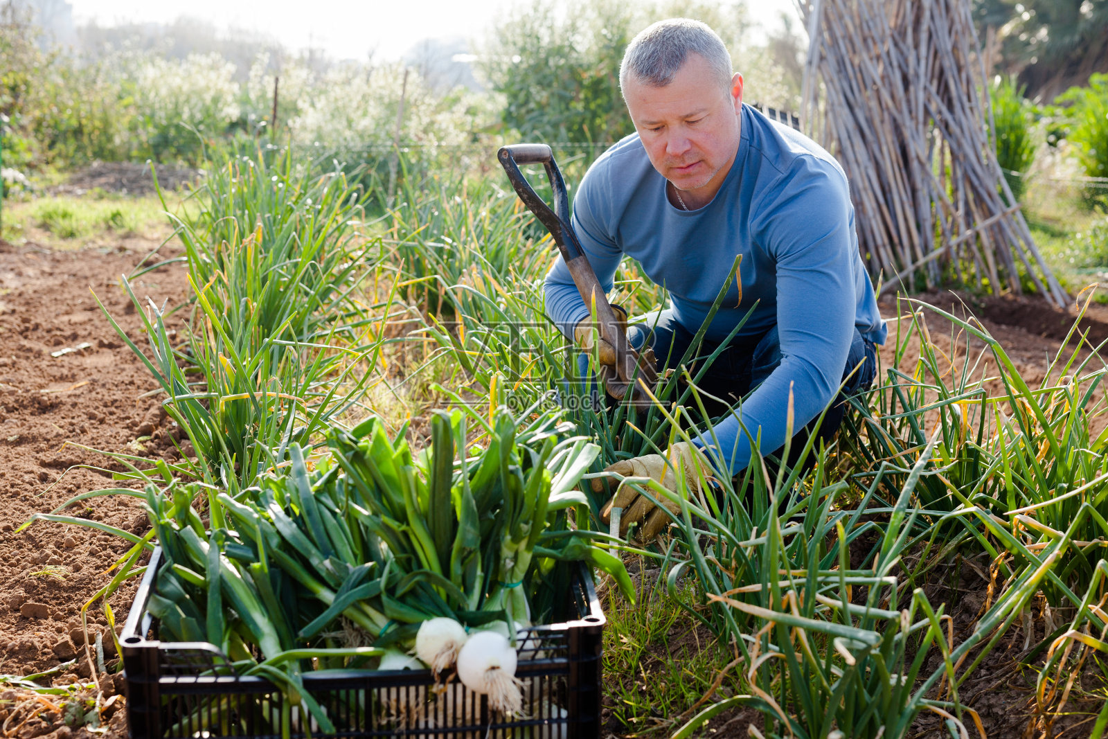 园艺师用锄头收割绿色洋葱照片摄影图片