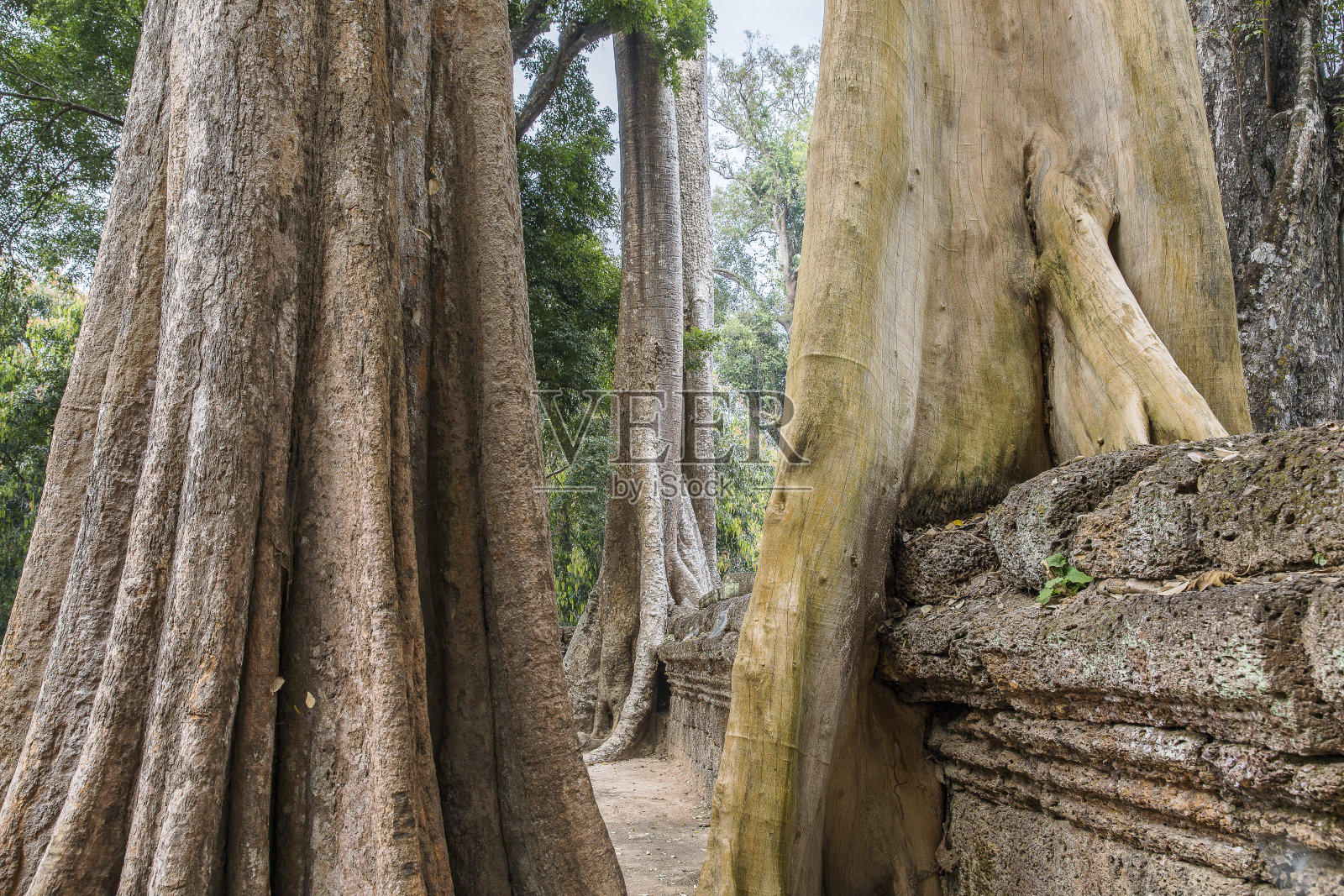 塔普罗姆照片摄影图片