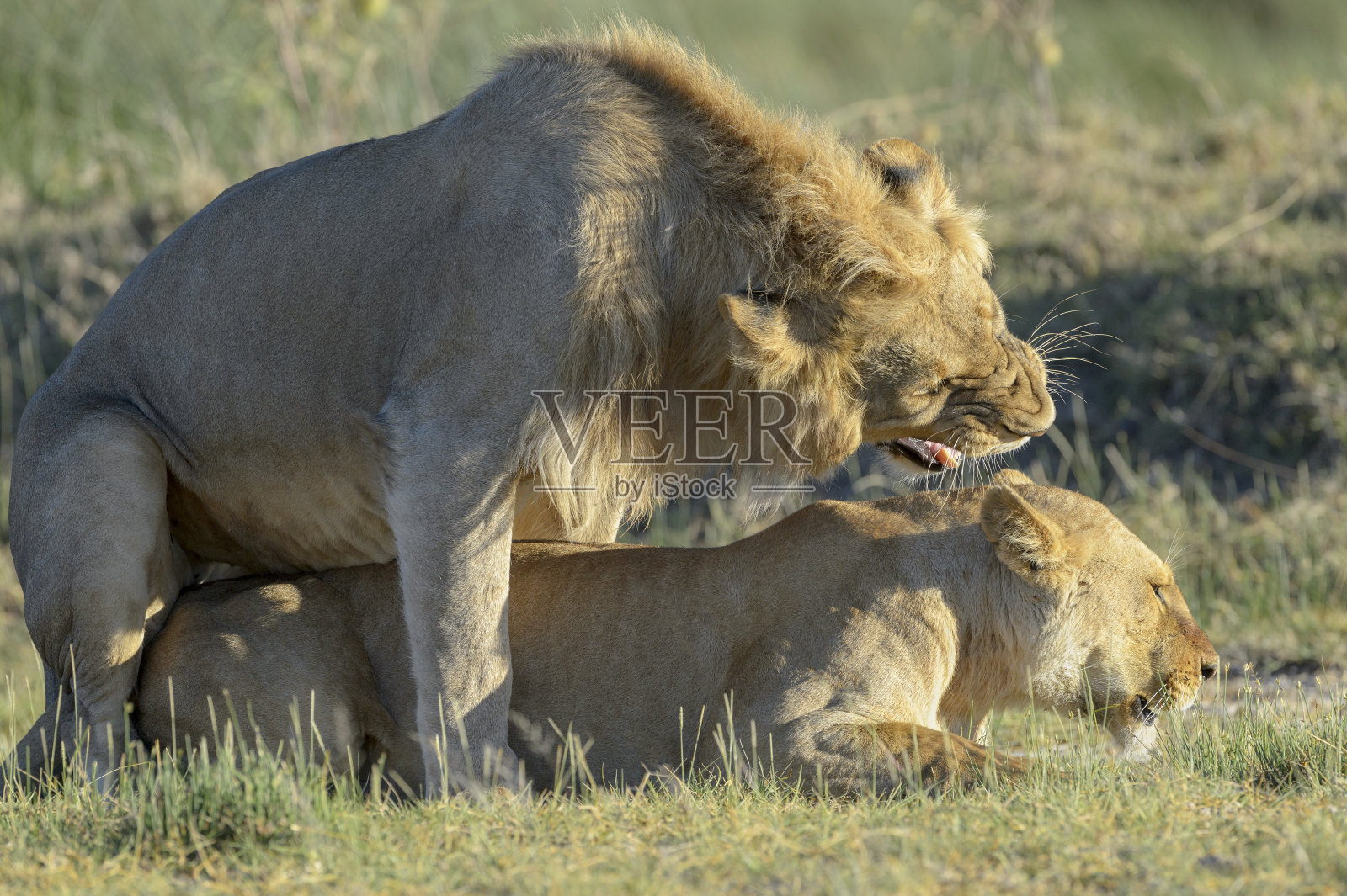 狮子(豹属狮子座)照片摄影图片