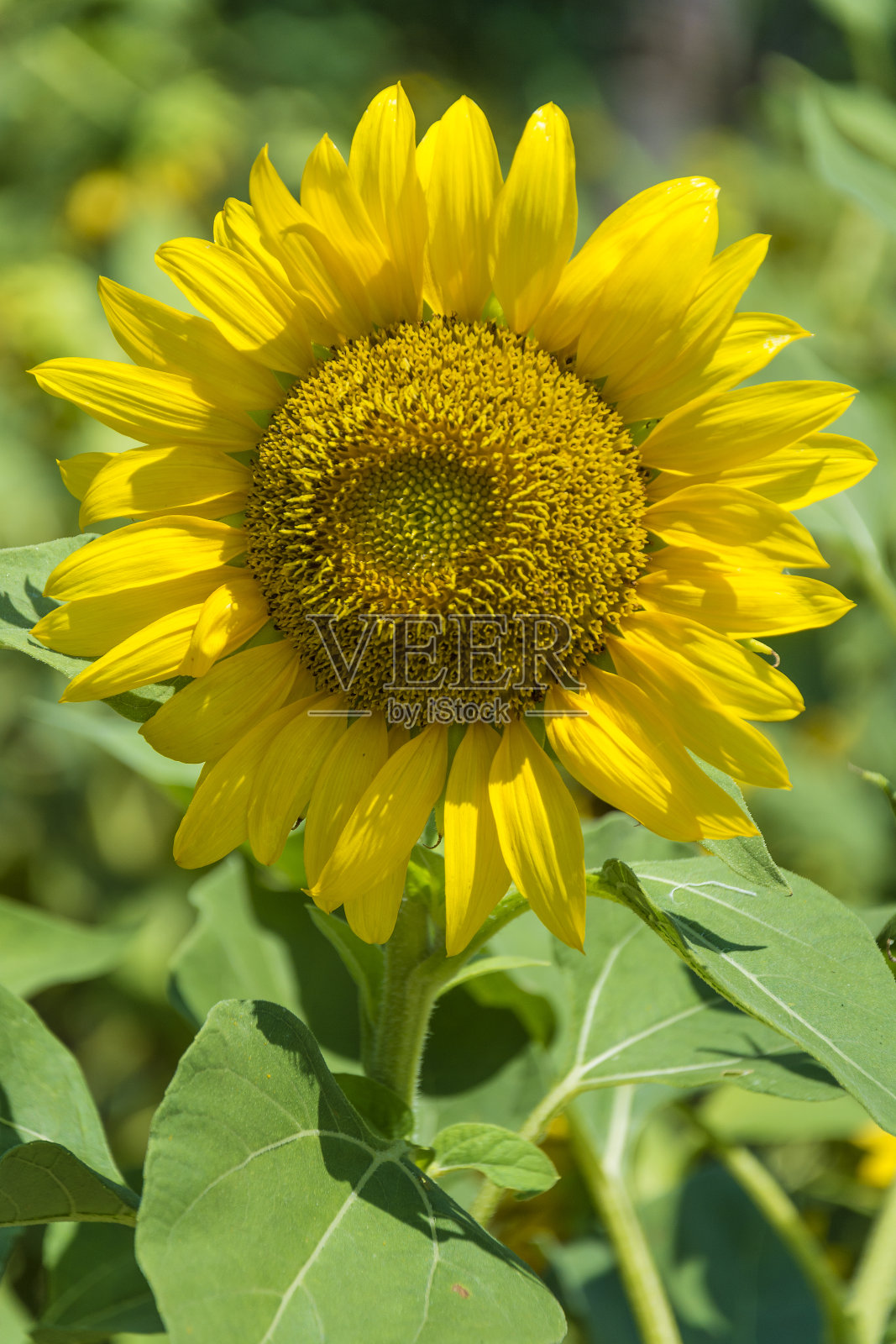 向日葵在近距离观看照片摄影图片