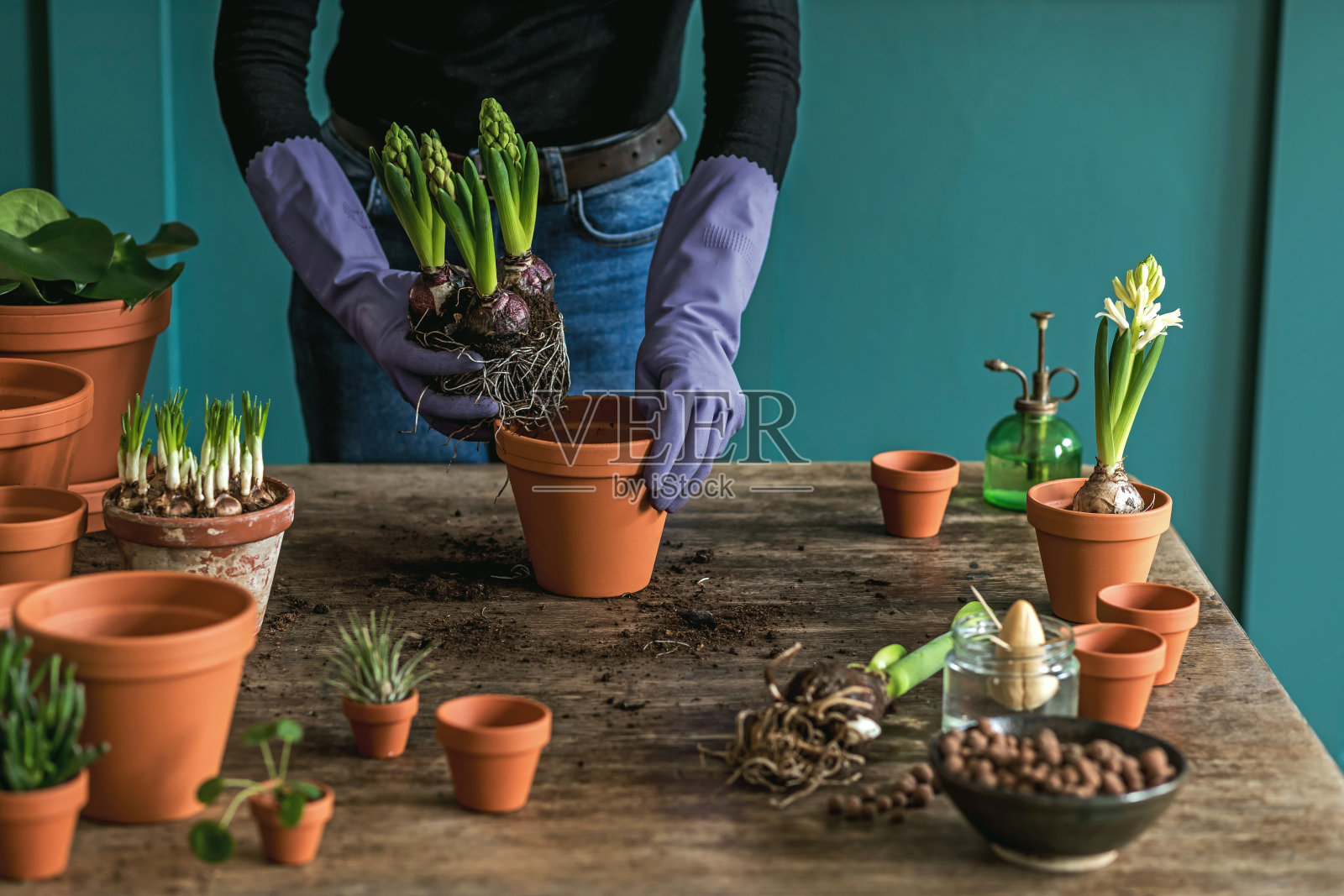 女园丁正在移植美丽的植物，仙人掌，多肉到陶瓷盆和照顾家里的花在复古木桌上，她的概念的家花园。照片摄影图片