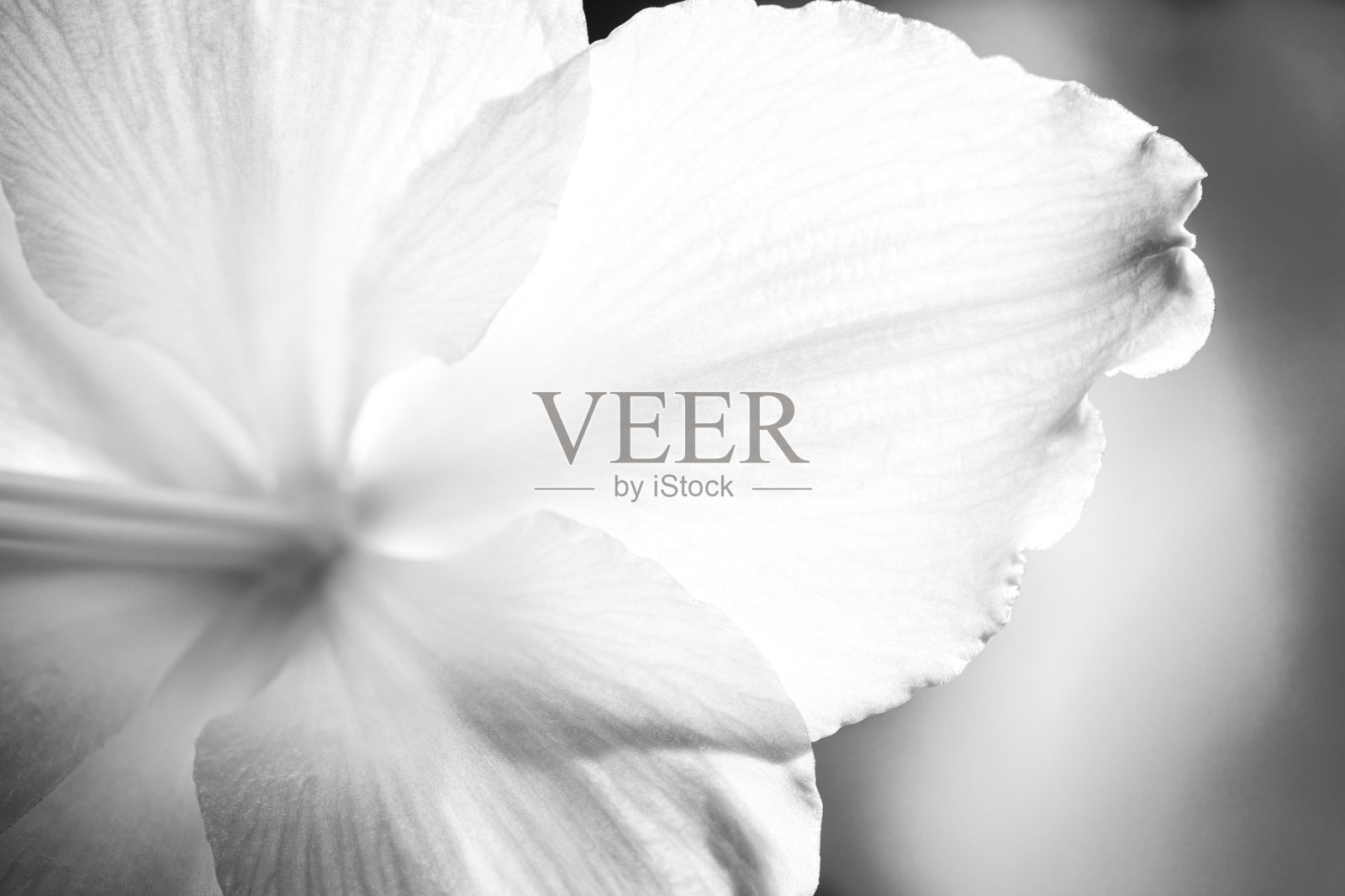 马可摄影的百合照片摄影图片