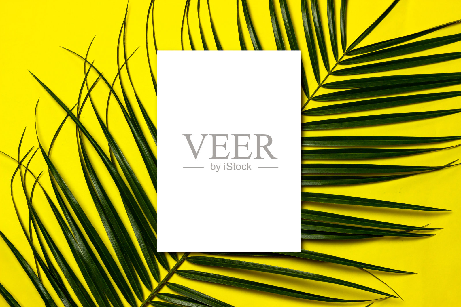 黄色背景上的空白纸和棕榈叶。平铺，俯视图，拷贝空间。照片摄影图片