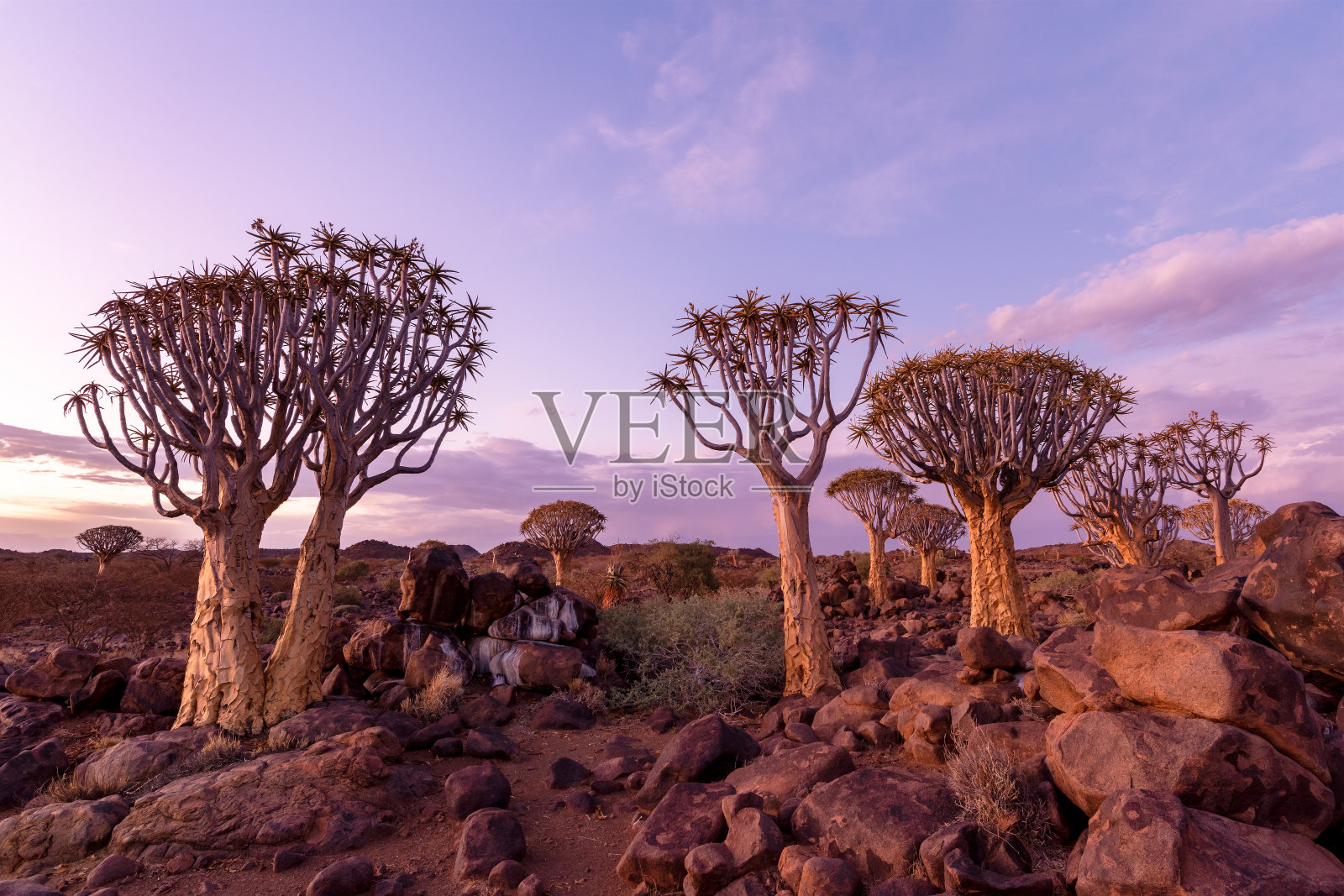 纳米比亚的箭树森林的戏剧性日落。照片摄影图片