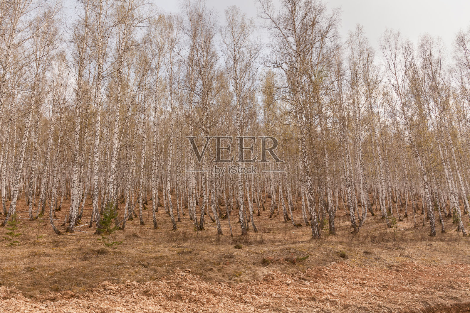 春天的桦树长着新鲜的绿叶。俄罗斯。有选择性的重点照片摄影图片