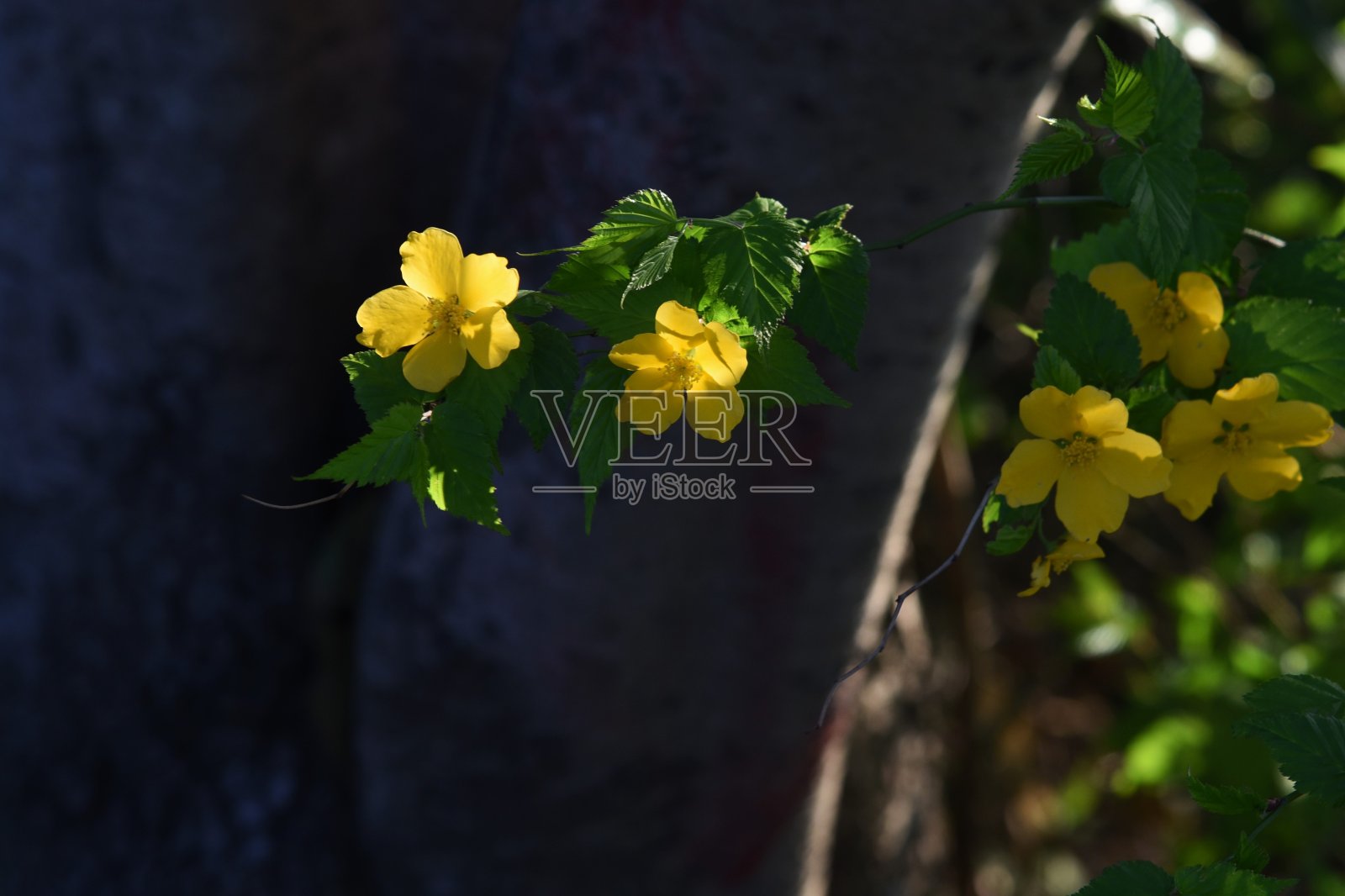 粳稻花照片摄影图片
