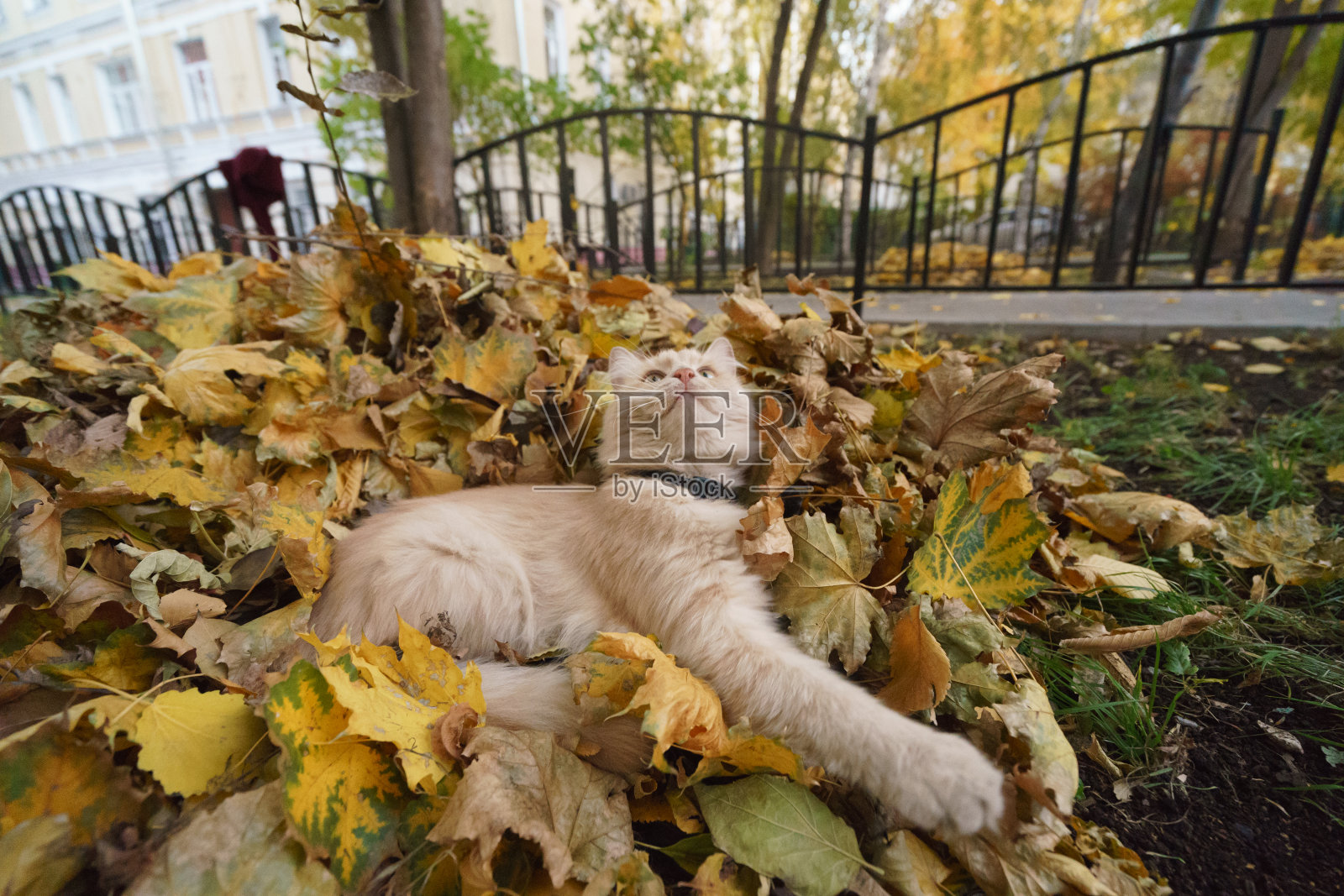 红猫像秋天的树叶照片摄影图片