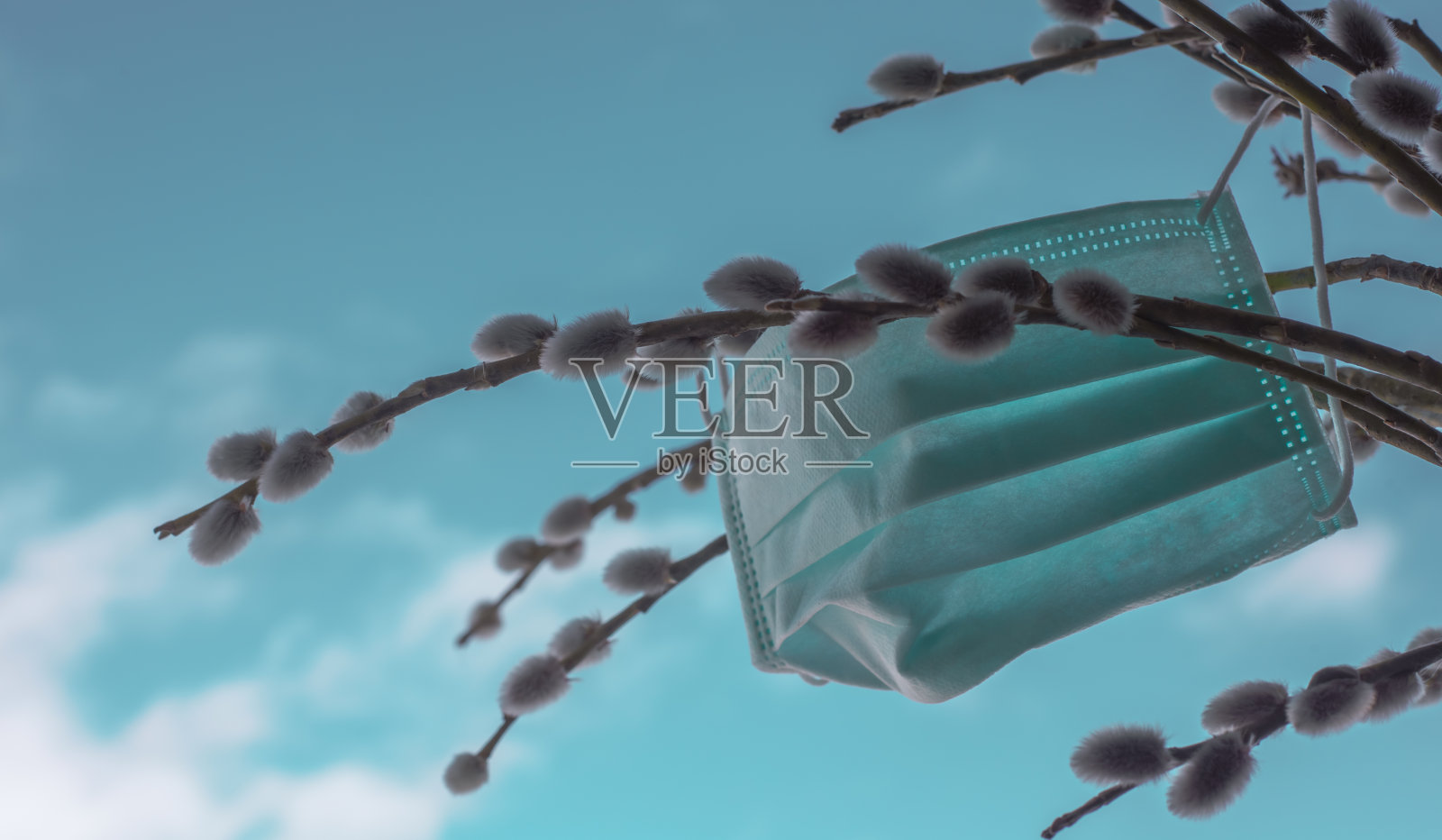 医用口罩在柳枝上，背景是蓝天。照片摄影图片