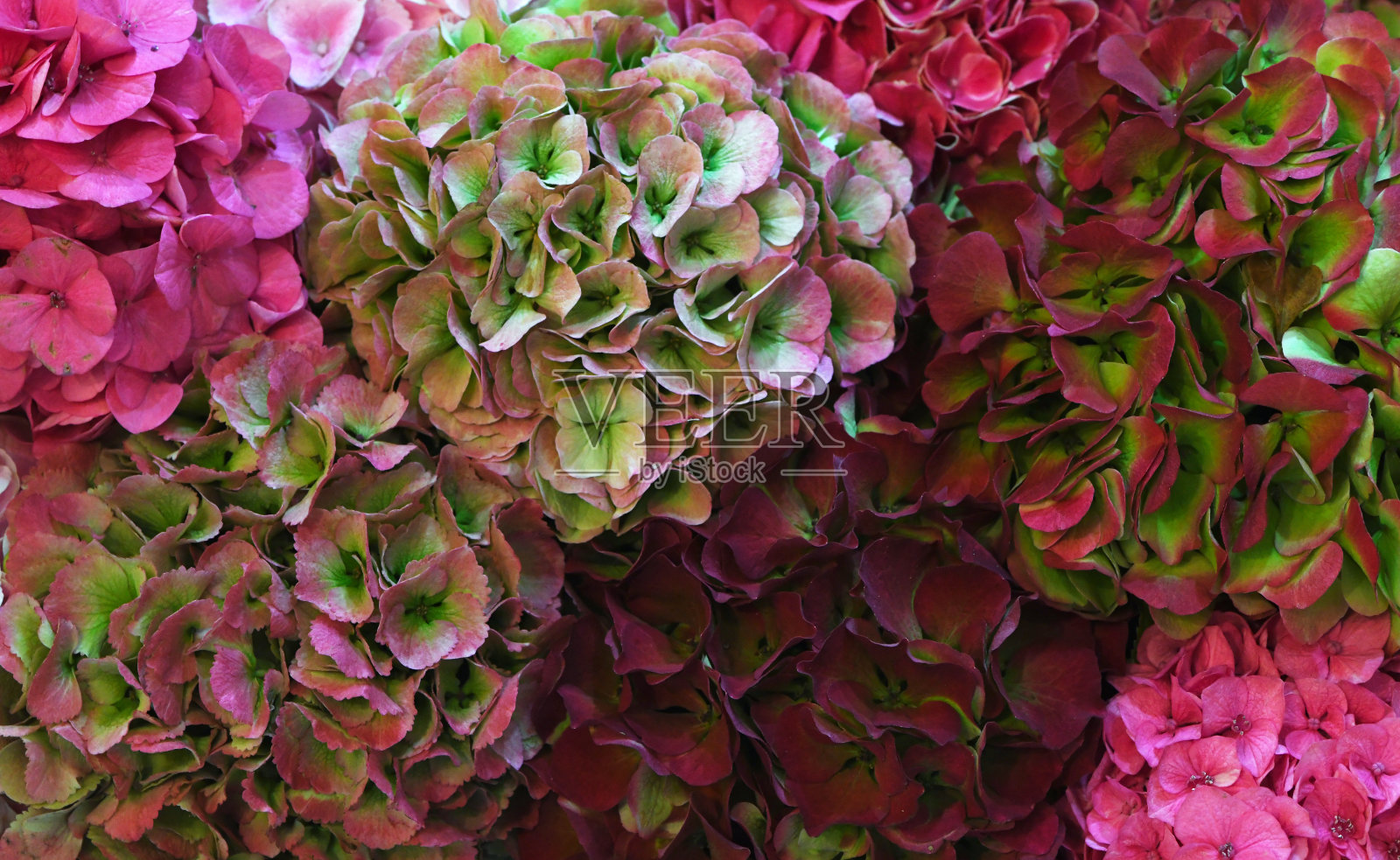 花墙多色干绣球，真正的秋天背景照片摄影图片