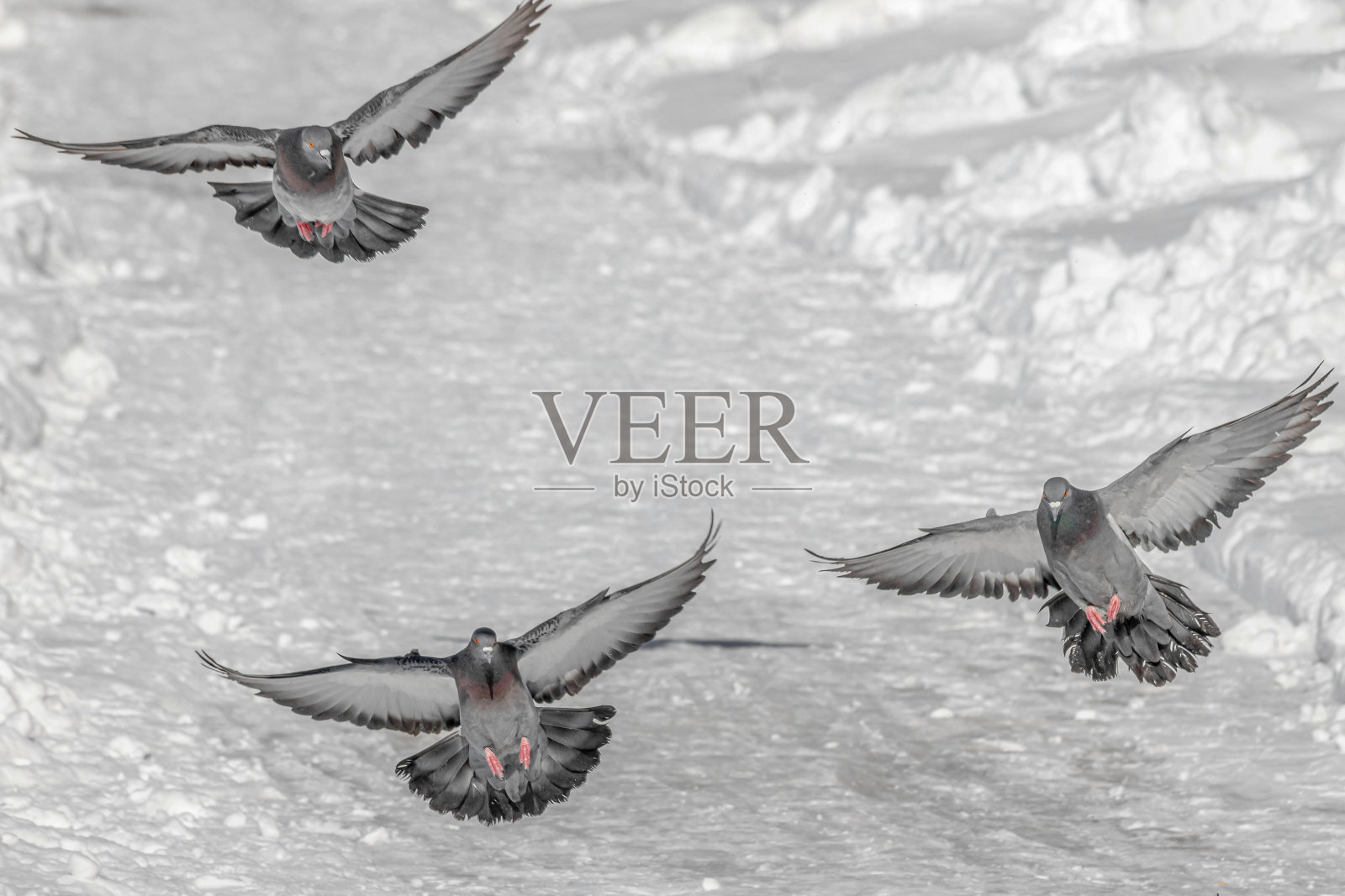 三只灰色的鸽子有着彩虹般的脖子，明亮的眼睛和明亮的翅膀在冬天的公园里飞翔照片摄影图片