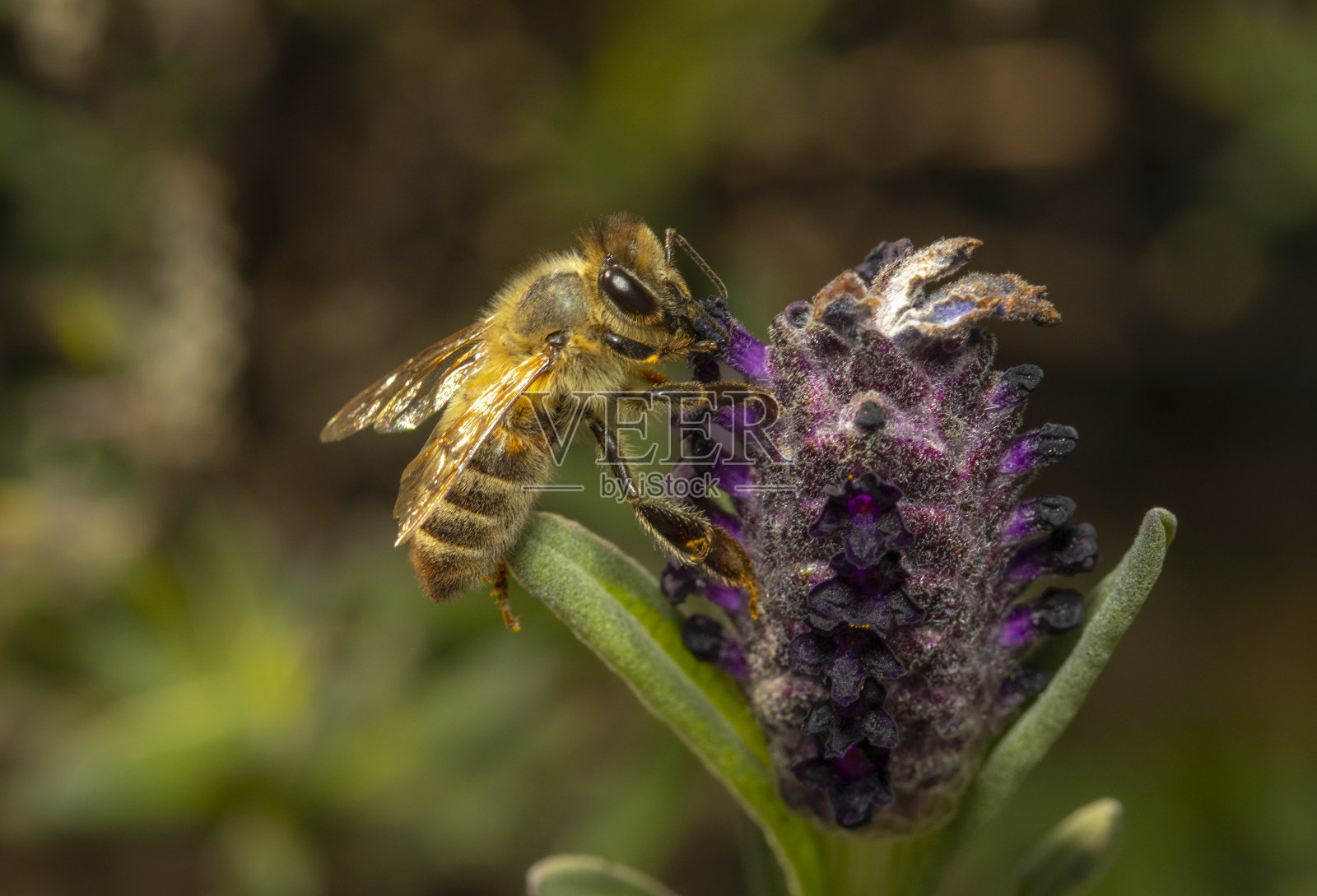 在新开的花朵上采蜜的蜜蜂照片摄影图片