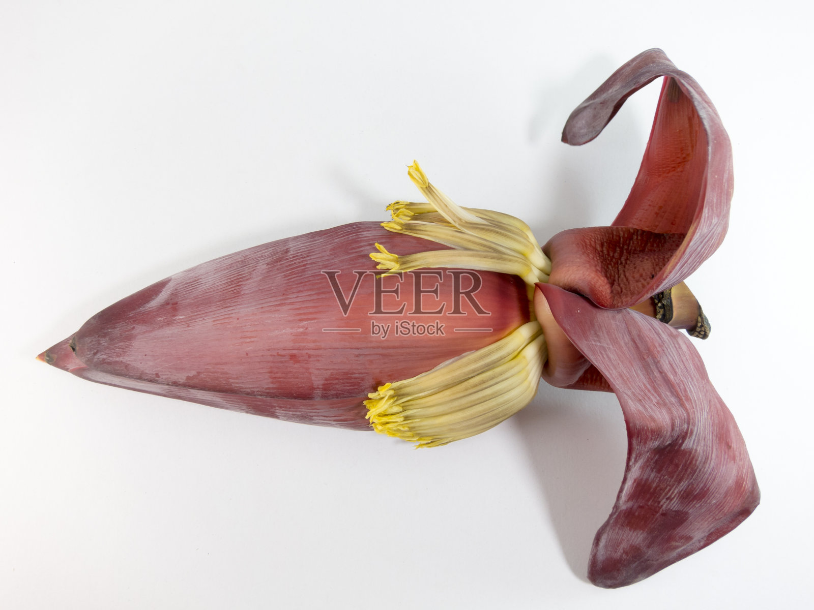 白色背景上的香蕉花。照片摄影图片