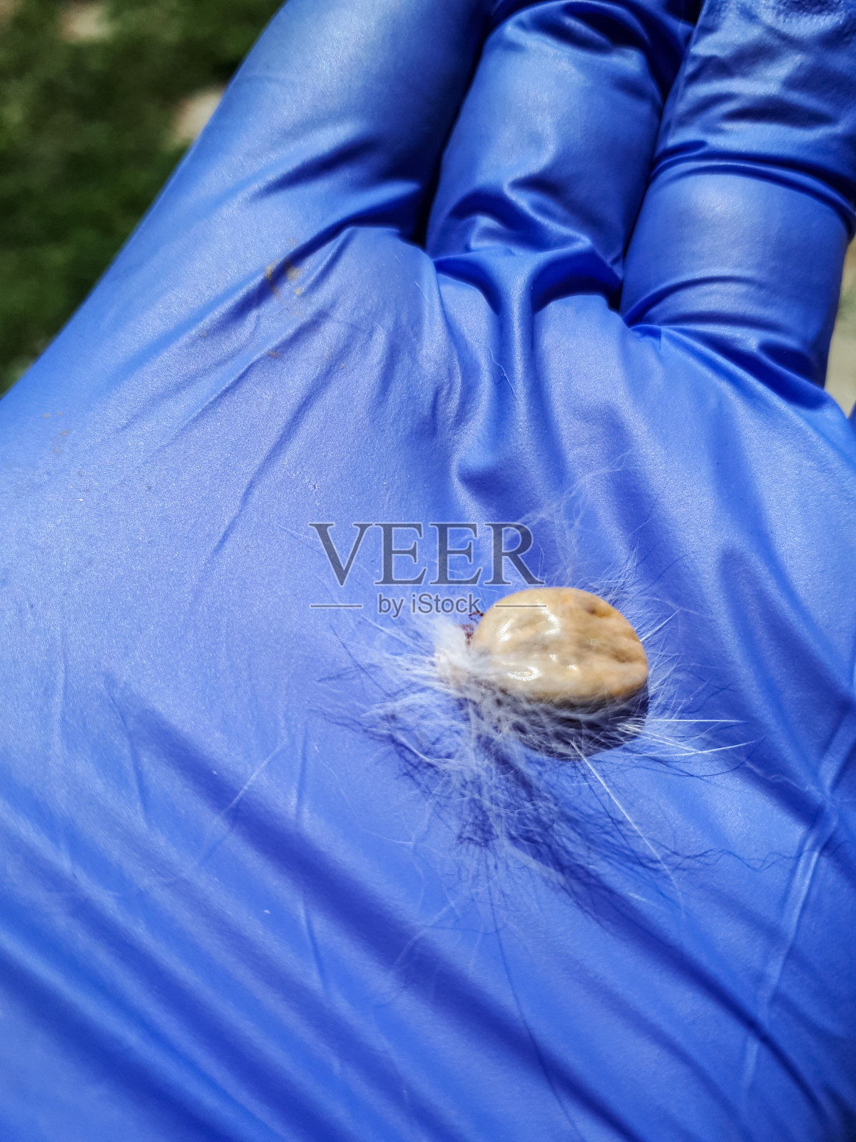 狗爪螨在你的手掌，拉出狗并泵血。照片摄影图片