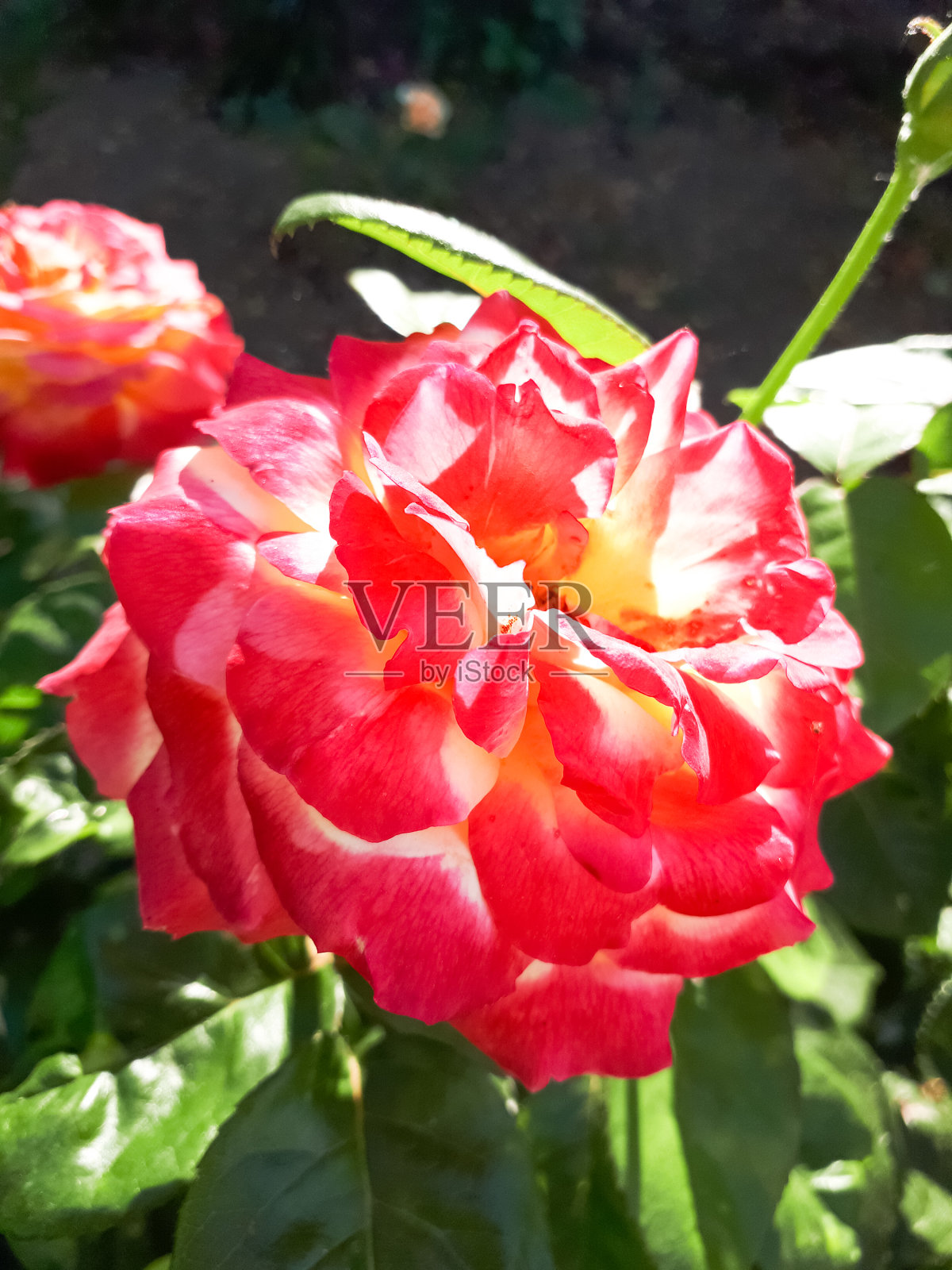 美丽的红玫瑰盛开在花坛上。盛开的玫瑰。照片摄影图片