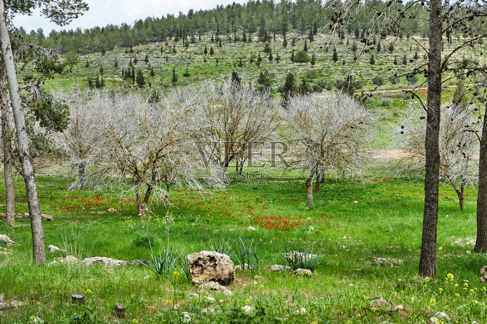 以色列南部绿色草甸中盛开的红色银莲花：以色列国花红色罂粟花照片摄影图片