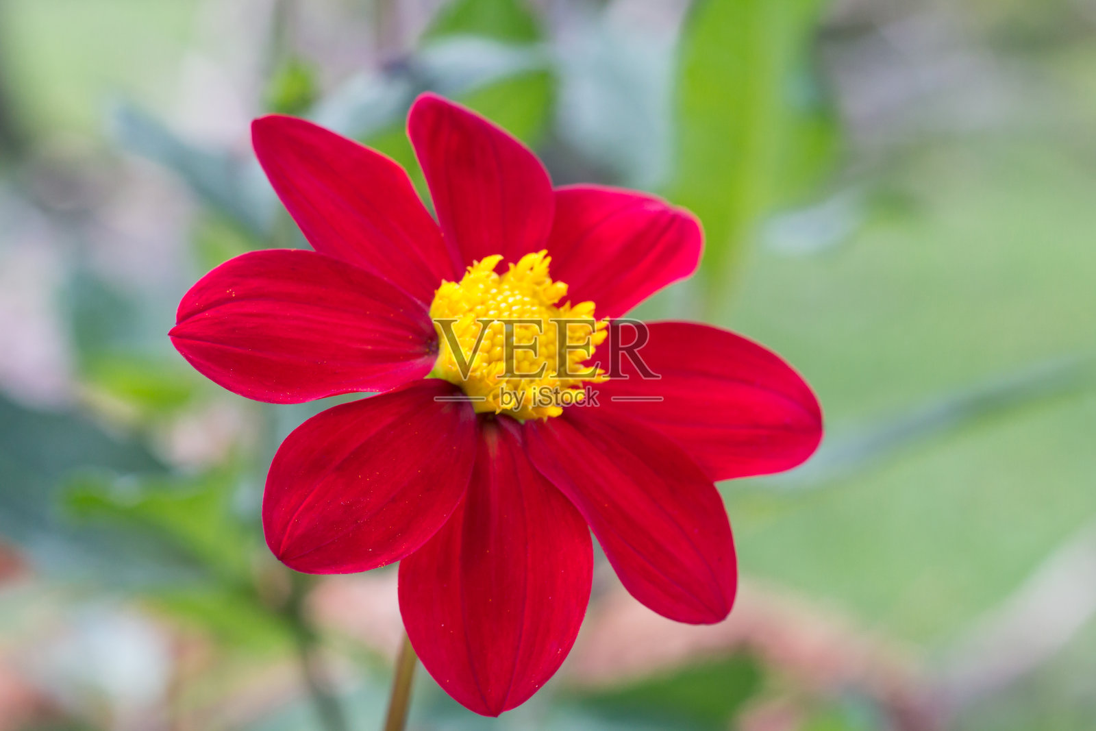 红色大丽花的细节，黄色的中心和无聚焦的背景照片摄影图片