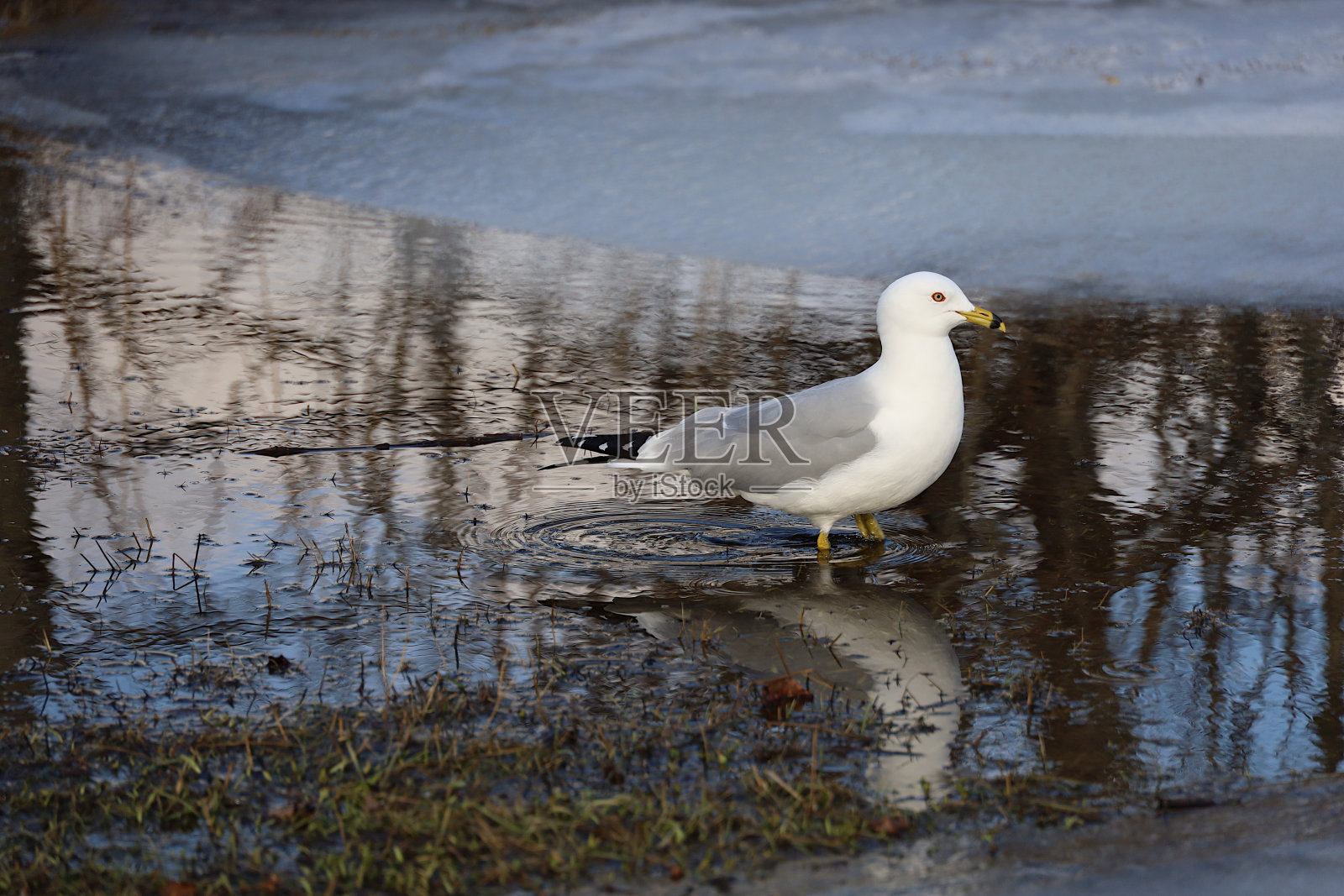 海鸥在冰附近觅食照片摄影图片