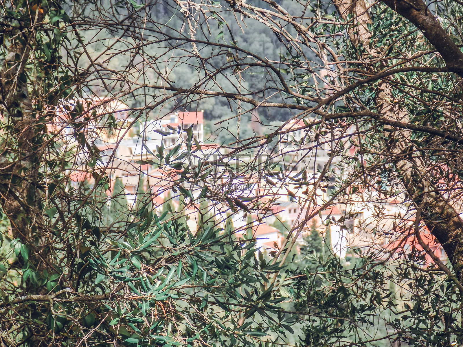 希腊科孚岛。旅游景点。地中海橄榄地里有一棵老橄榄树，准备收割。照片摄影图片