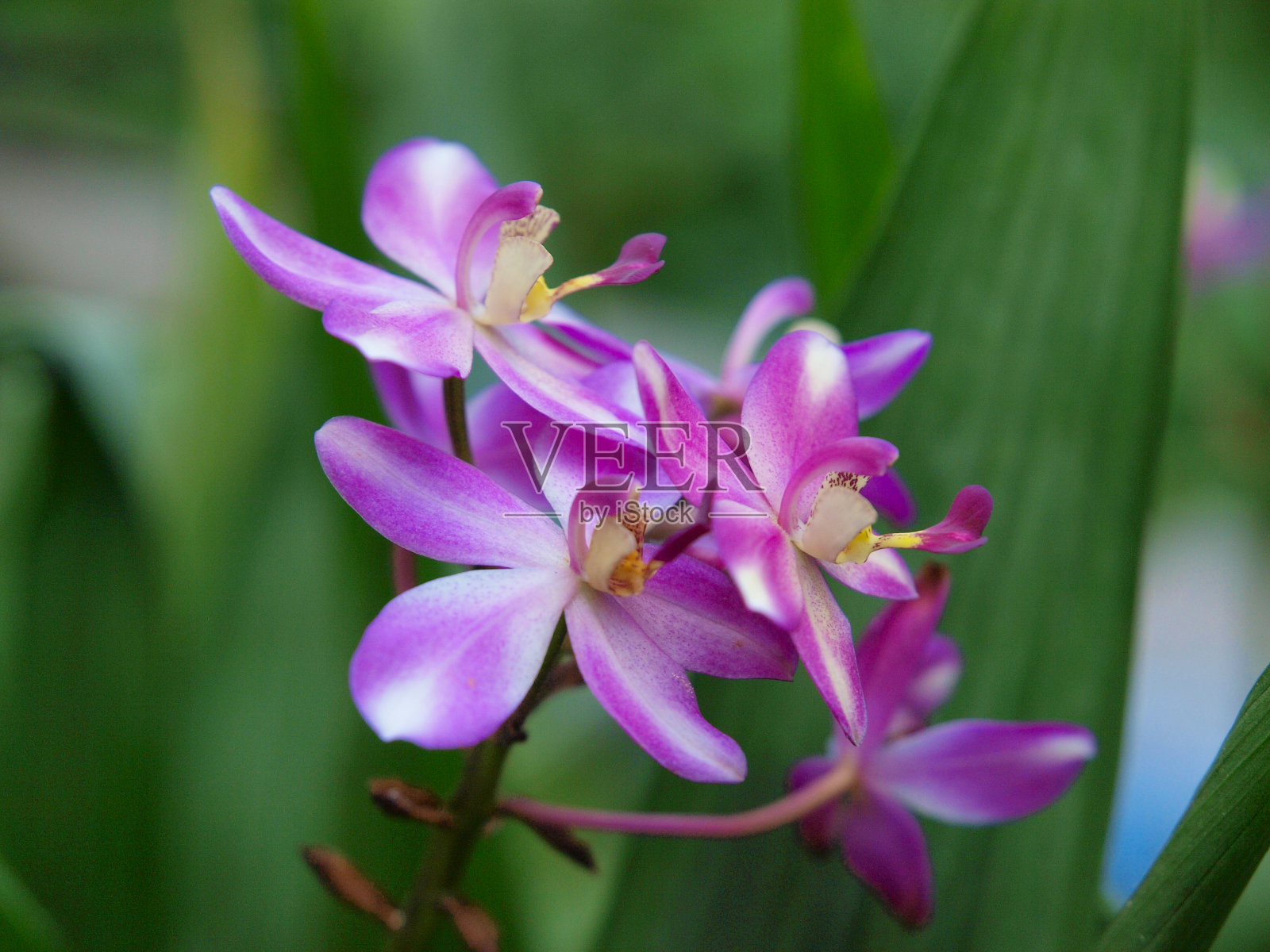 粉红色的花朵照片摄影图片
