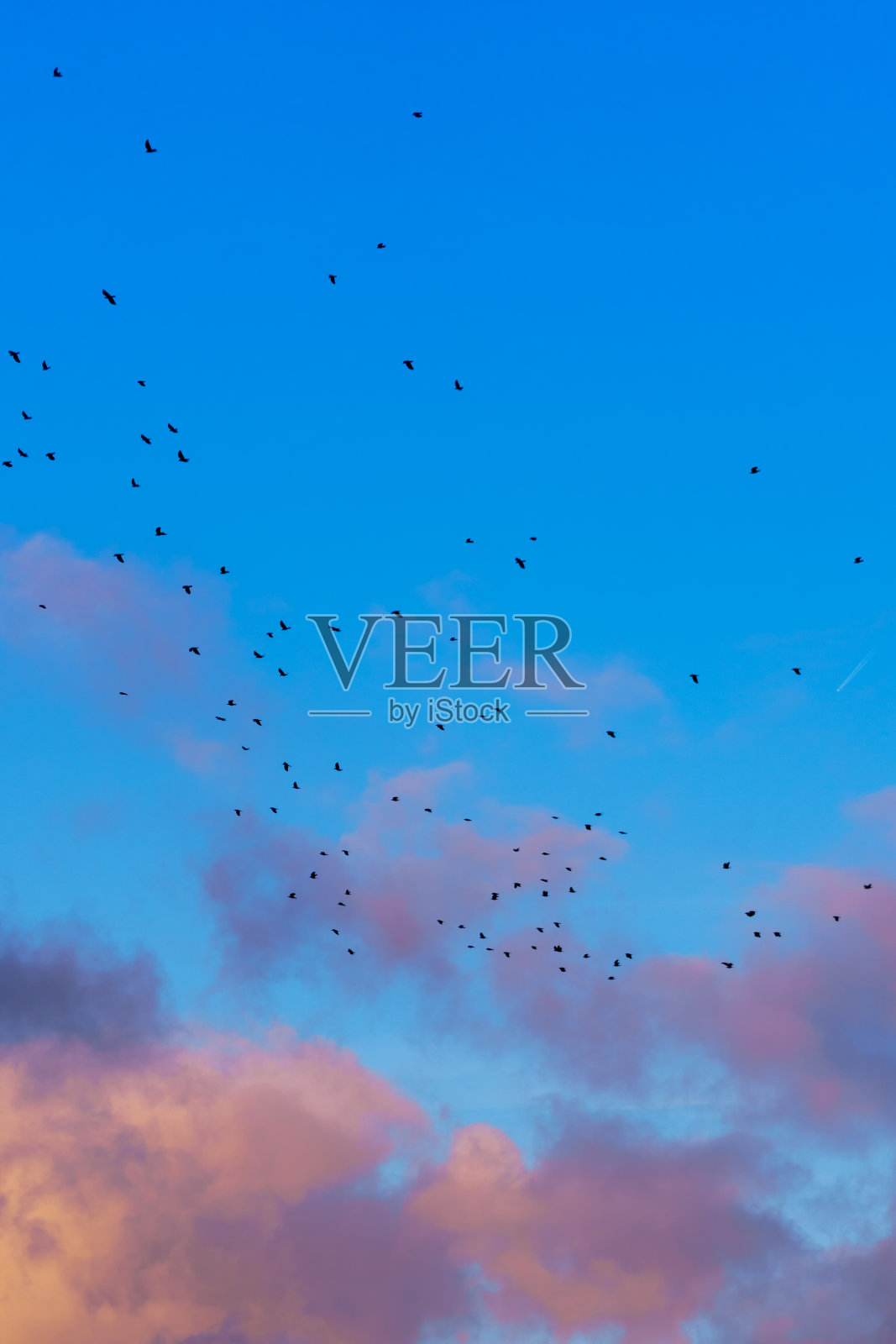 在迁徙季节，一群鸟儿在日落时飞过壮观的天空。明亮的紫色云彩，在夕阳的照耀下，看起来就像着火一样。剪影，垂直格式，拷贝空间照片摄影图片