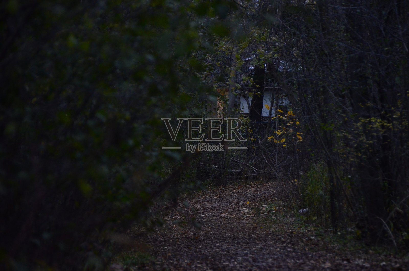 森林的路径照片摄影图片