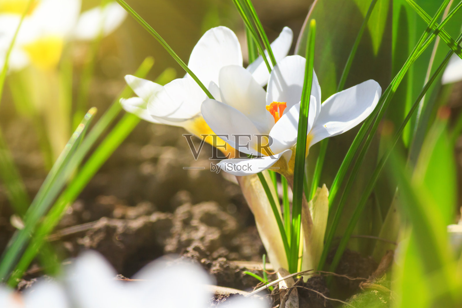 鸢尾科的春季开花植物，白色番红花，在一个阳光明媚的日子的自然背景上的特写。软选择聚焦照片摄影图片