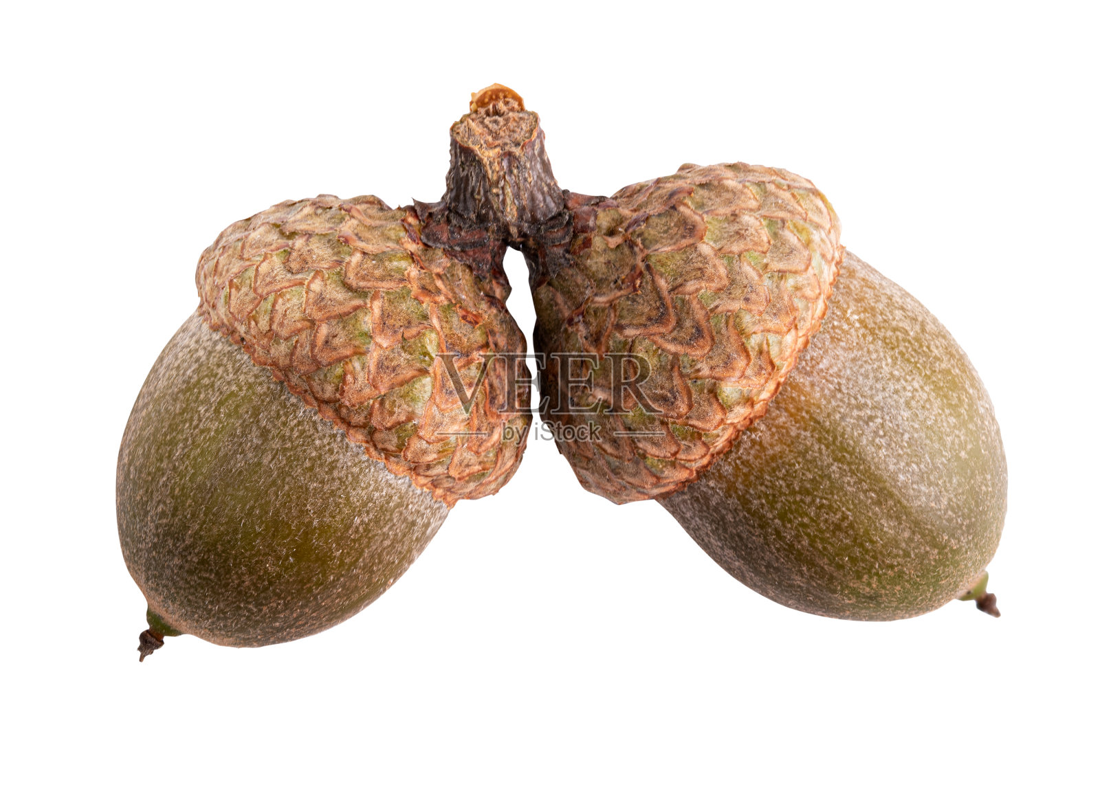 孤立的橡子在白色背景上照片摄影图片