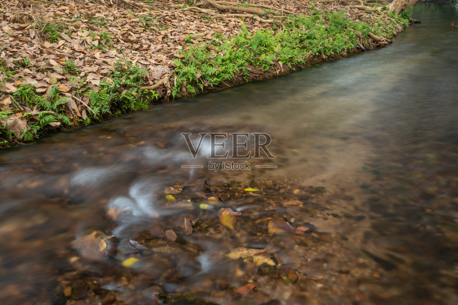 美丽的水在森林中流淌照片摄影图片