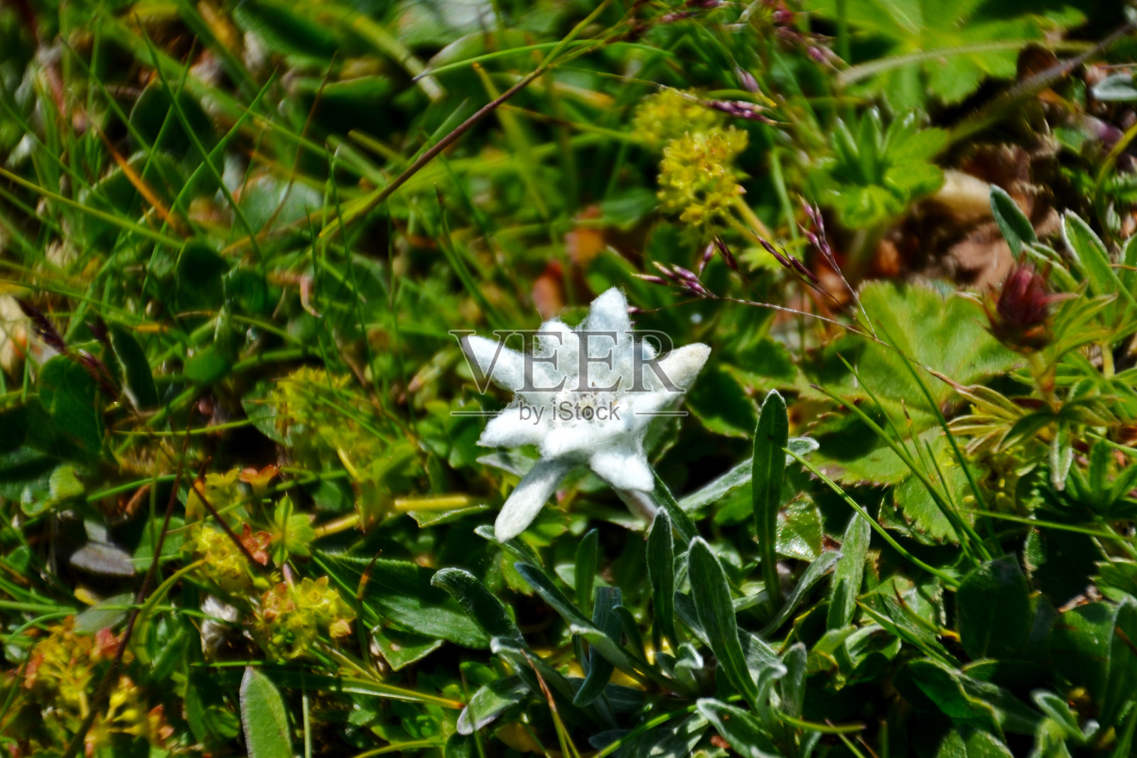 白色开花植物特写照片摄影图片