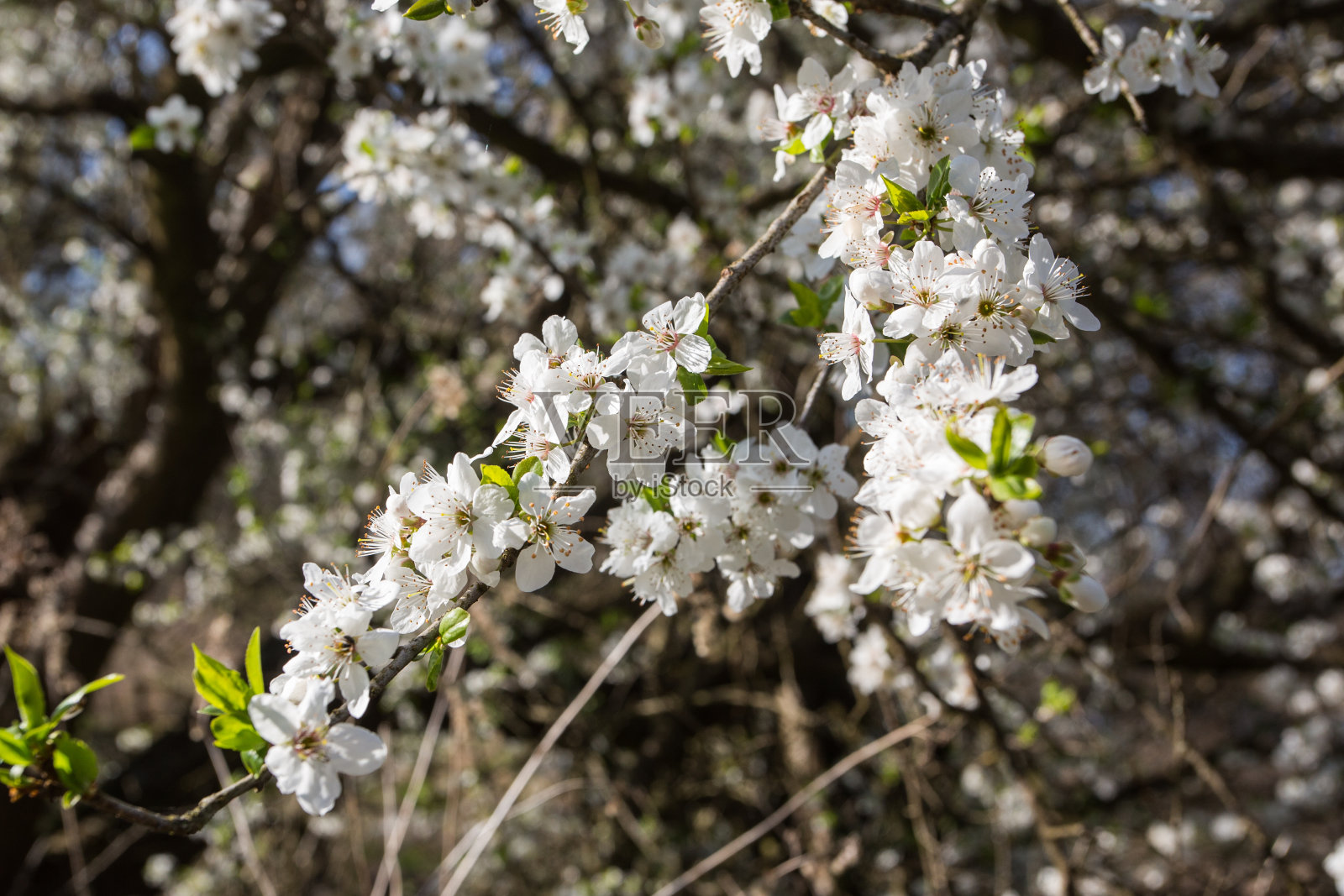 可爱的白色樱花开在树枝上。它们还没长出叶子就已经开花了。从邻居的后院照片摄影图片