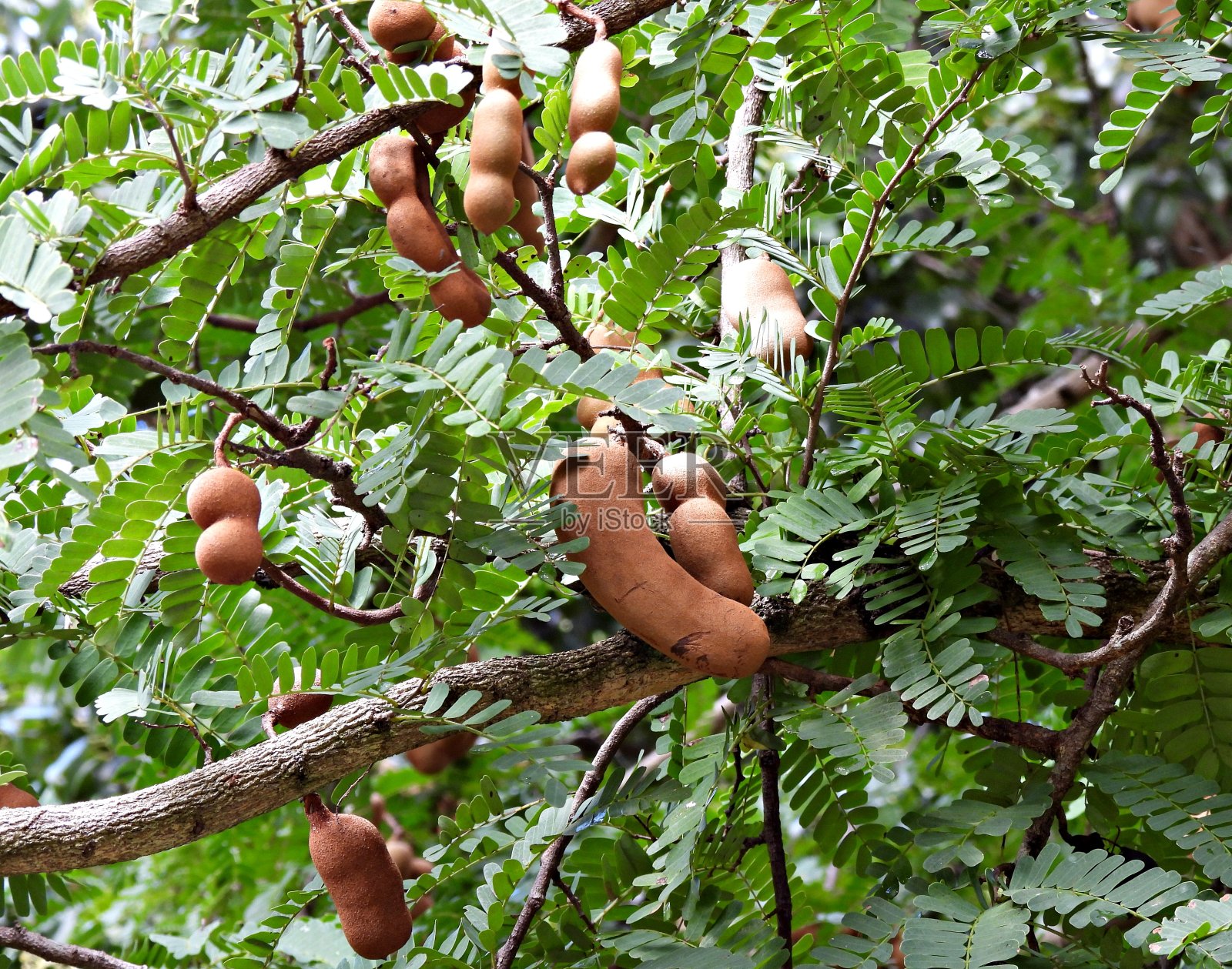罗望子——生长在树上的可食用的果实照片摄影图片