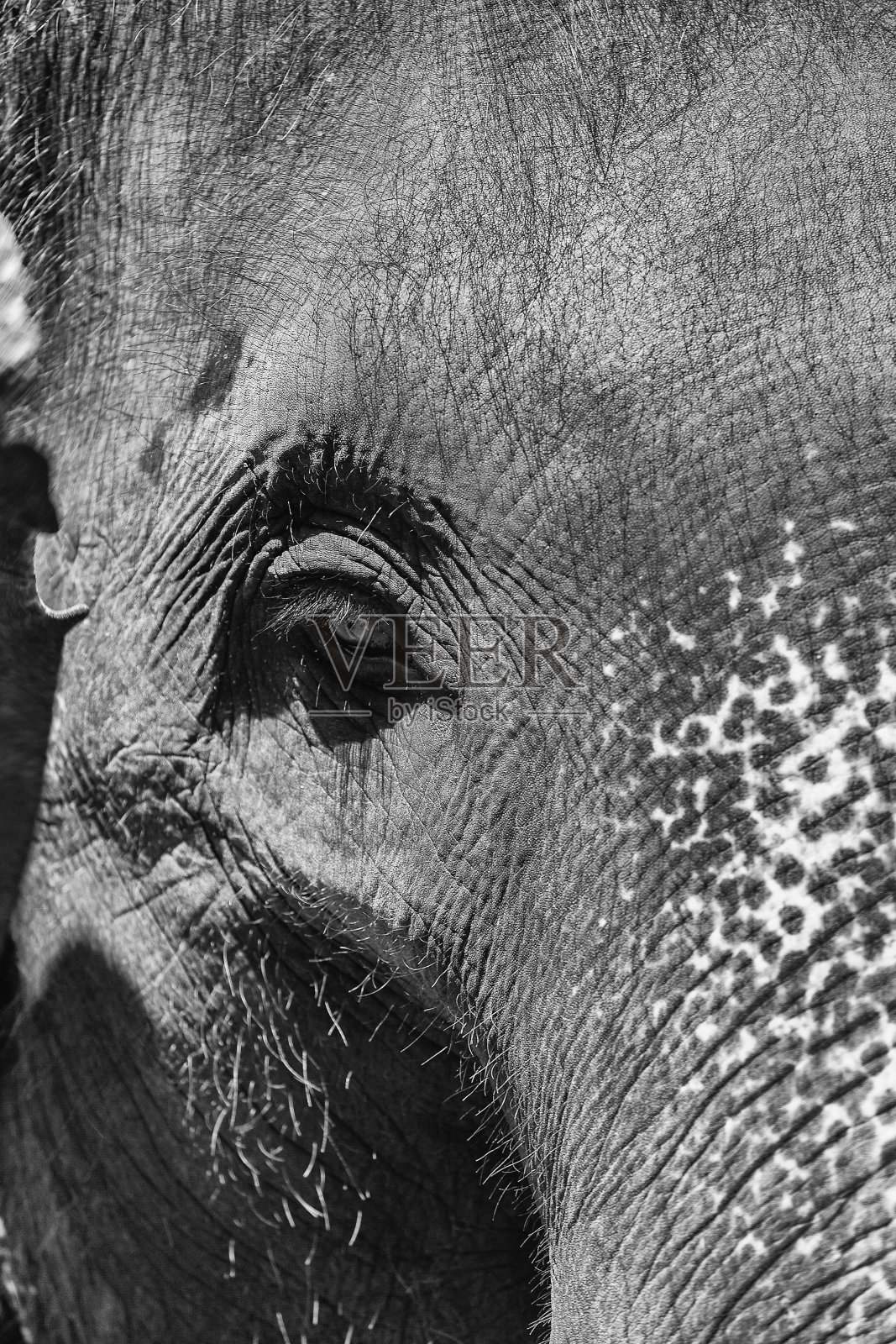 大象近距离远距离拍摄照片摄影图片