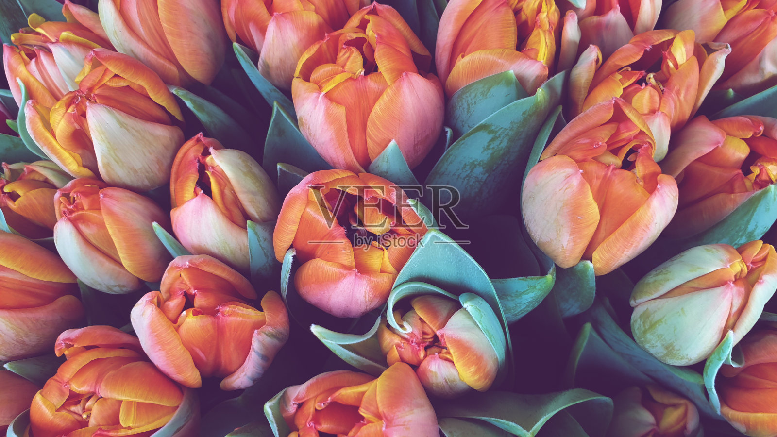 五颜六色的郁金香花照片摄影图片