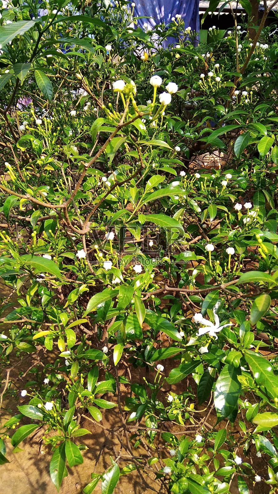绿色的叶子照片摄影图片