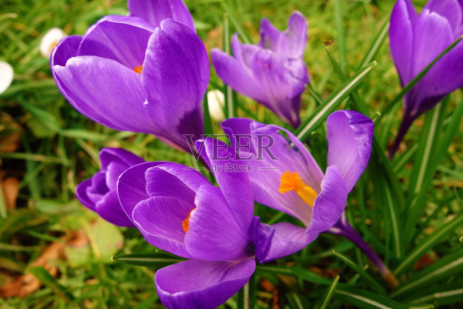 春天的番红花。照片摄影图片