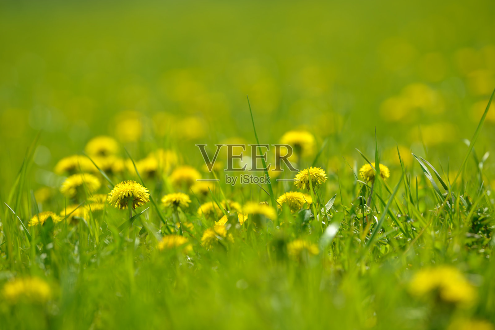 黄色的蒲公英花(蒲公英)。蒲公英的田野背景在春天阳光明媚的一天。盛开的蒲公英。照片摄影图片