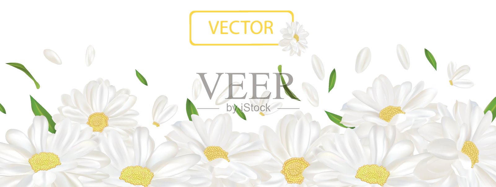 3D现实的洋甘菊花。孤立在白色背景上的洋甘菊。精致的花朵洋甘菊。前视图。洋甘菊关闭。矢量插图。插画图片素材