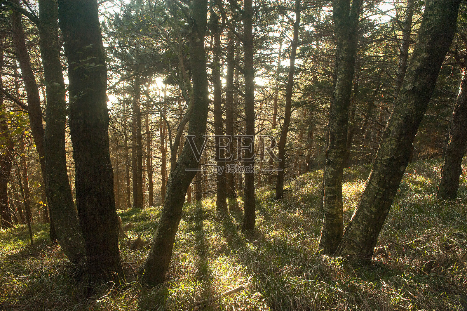 阳光透过树林照片摄影图片