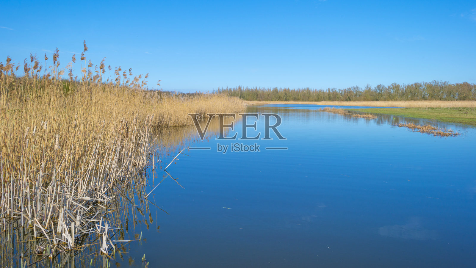 芦苇沿湖边的一个自然公园下面的蓝色多云的天空在阳光在冬天照片摄影图片