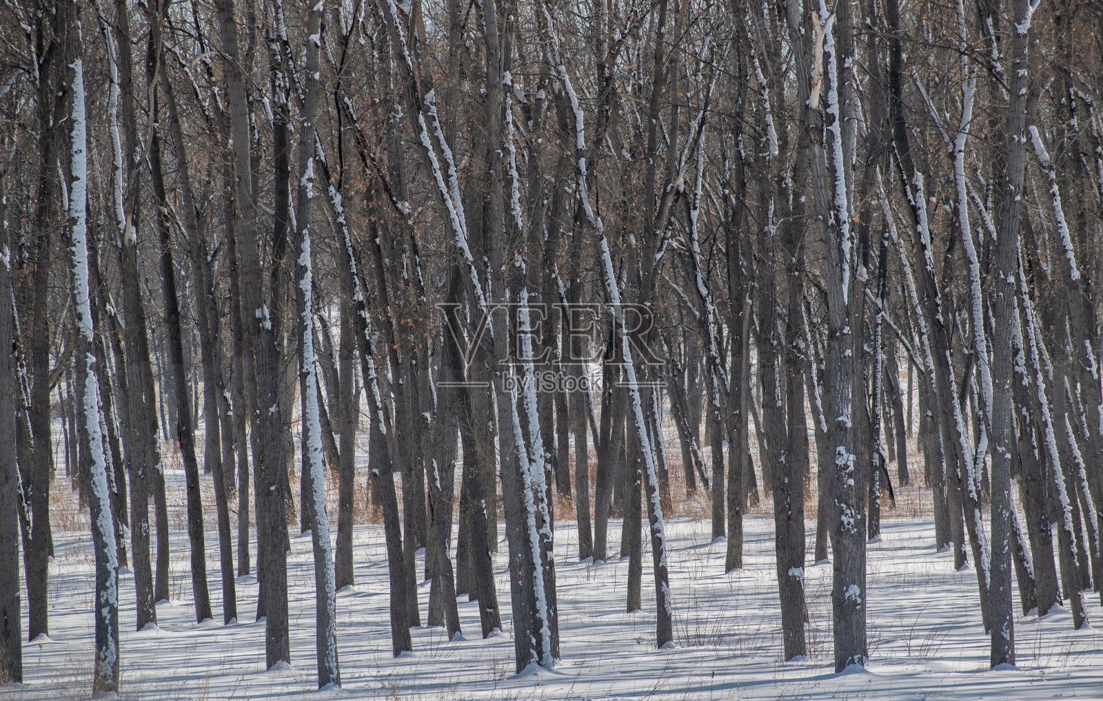 结冰湖面上光秃秃的树木。照片摄影图片