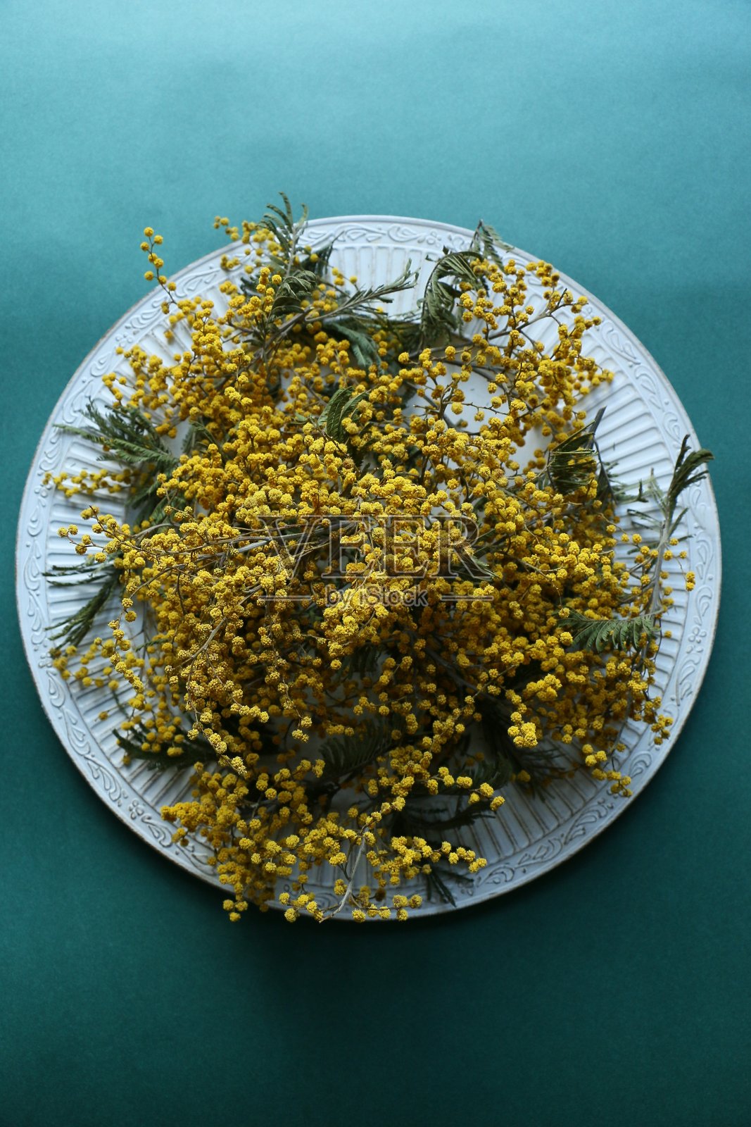 含羞草在盘照片摄影图片