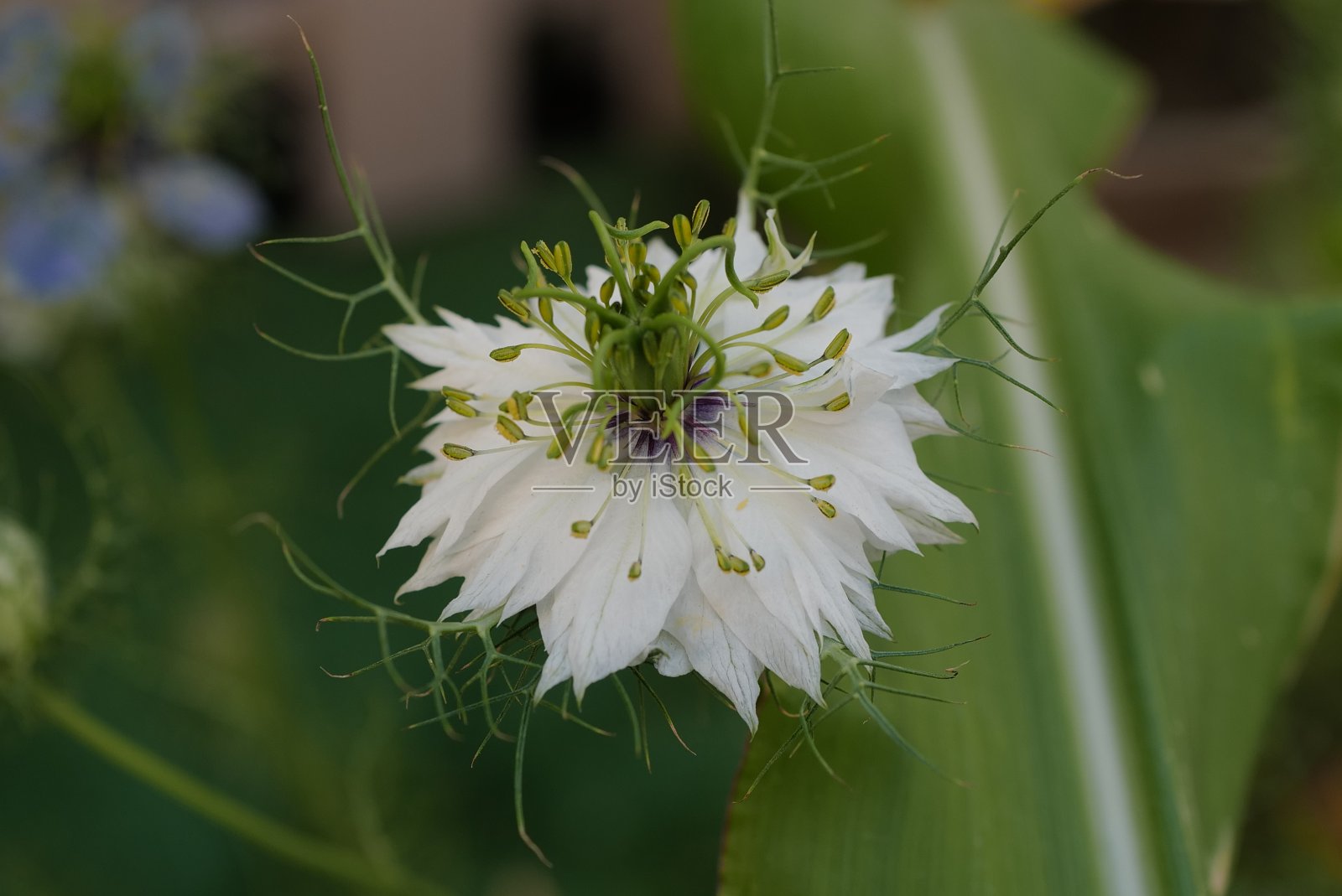 花照片摄影图片