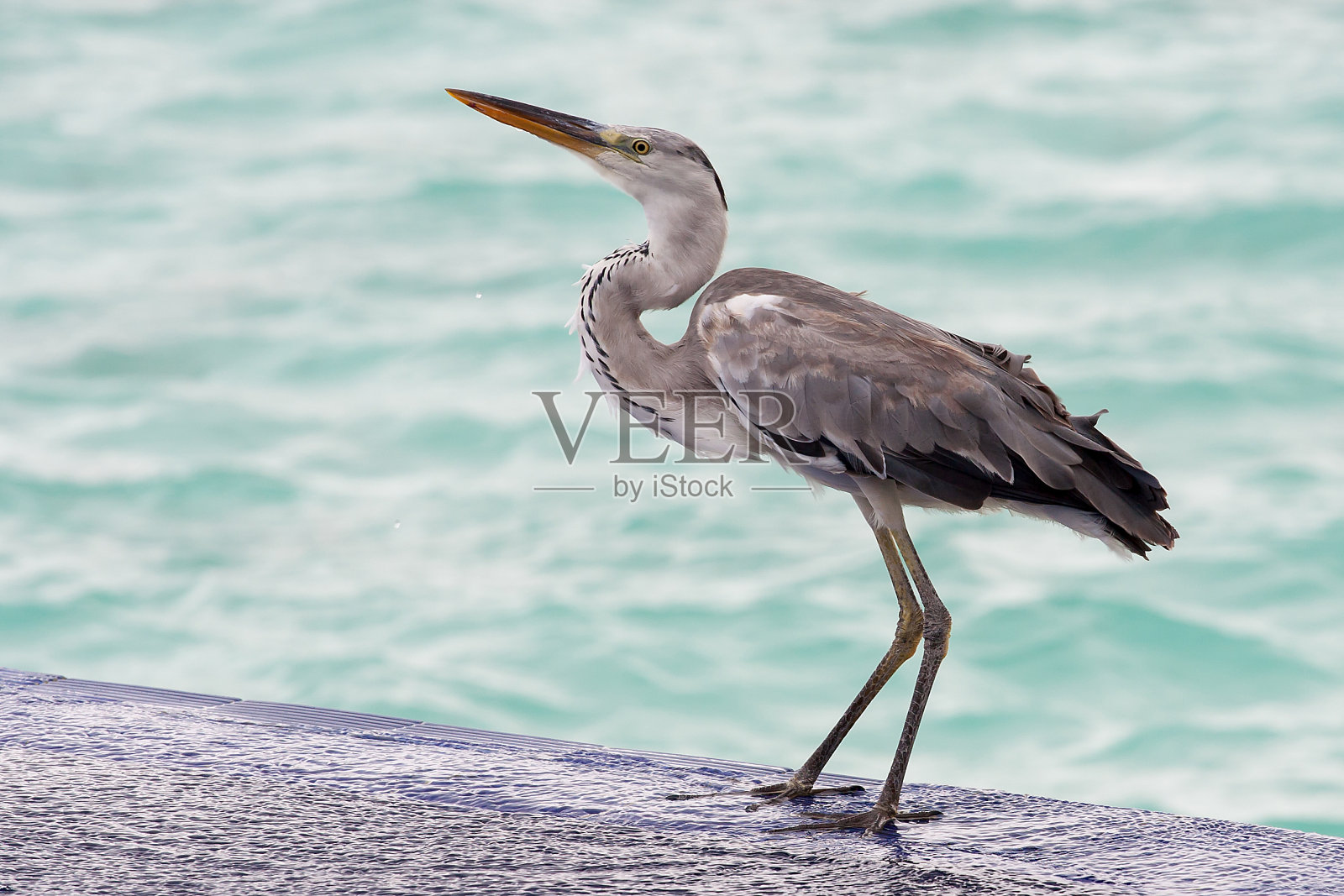 在马尔代夫的Ellaidhoo岛，苍鹭站在靠近海边的泳池边，背景是一所房子照片摄影图片