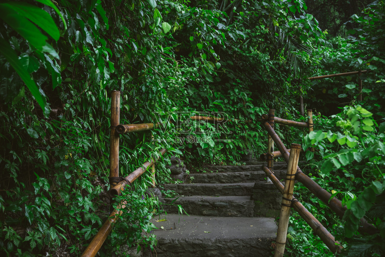 石阶，周围是茂盛的热带植物照片摄影图片