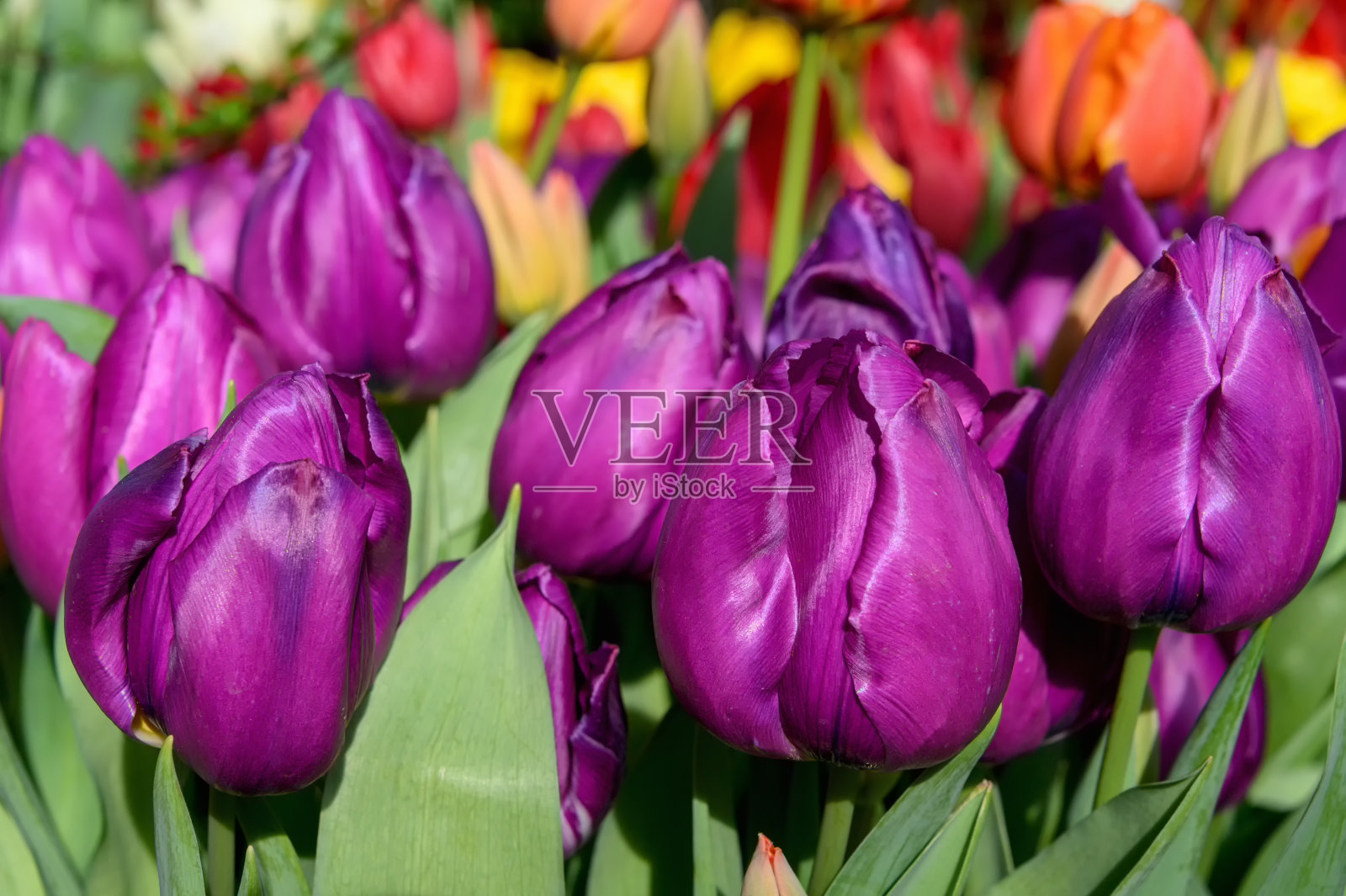 一群深紫色的郁金香。阳光下的郁金香。照片摄影图片