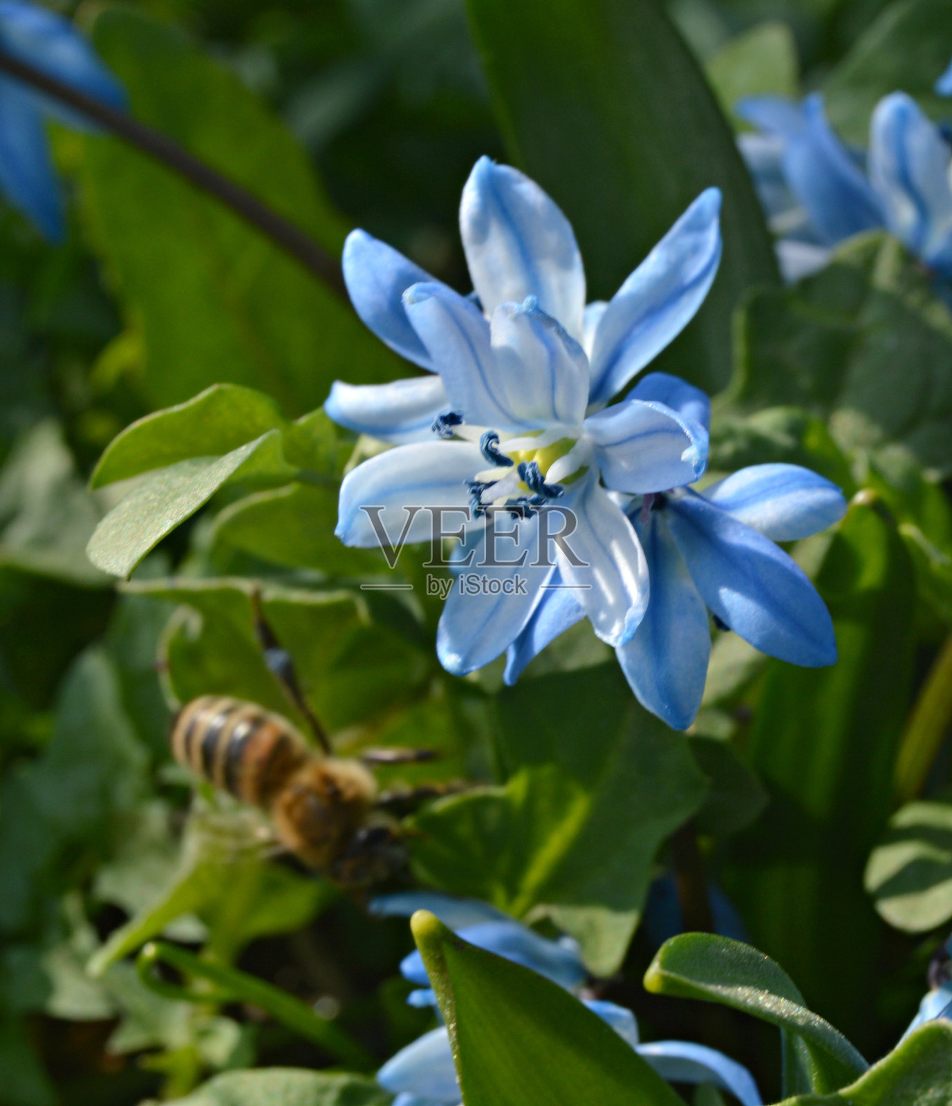 一朵叫锡拉的蓝色小花和一只蜜蜂照片摄影图片