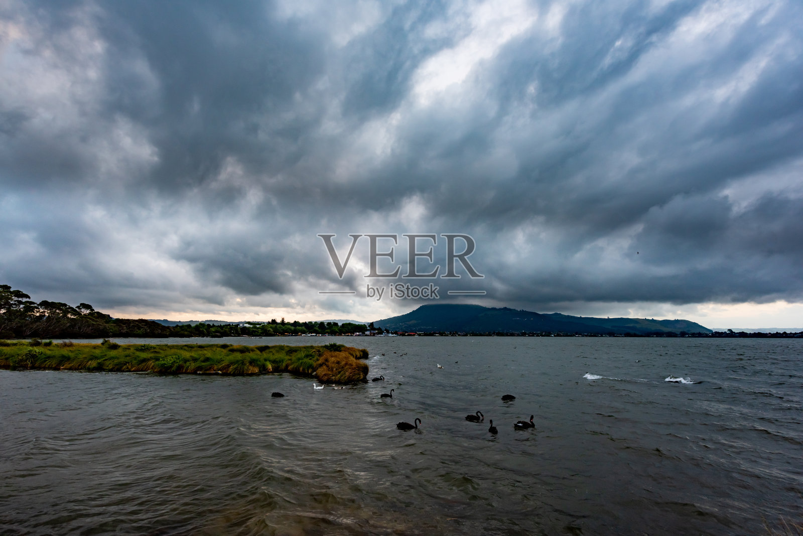 新西兰罗托鲁瓦湖上的黑天鹅照片摄影图片